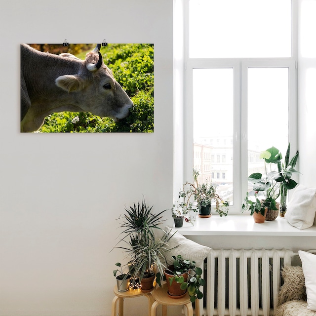 Artland Wandbild »Eine glückliche Südtiroler Kuh«, Kuhbilder, (1 St.), als  Alubild, Leinwandbild, Wandaufkleber oder Poster in versch. Grössen bequem  kaufen