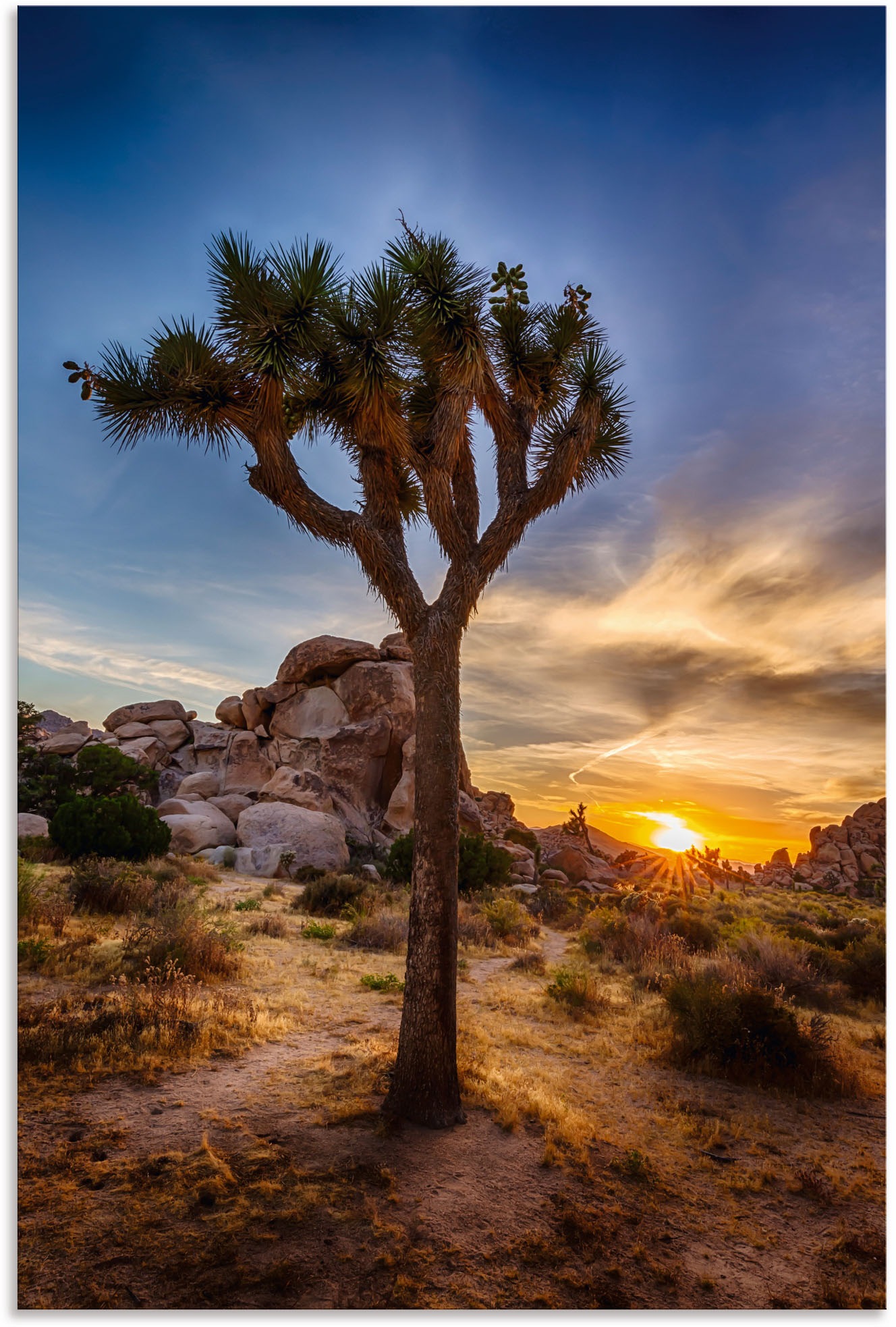 Image of Artland Wandbild »Sonnenuntergang Joshua Tree NationalPark« (1 Stück), in vielen Grössen & Produktarten - Alubild / Outdoorbild für den Aussenbereich, Leinwandbild, Poster, Wandaufkleber / Wandtattoo auch für Badezimmer geeignet bei Ackermann Versand Schw