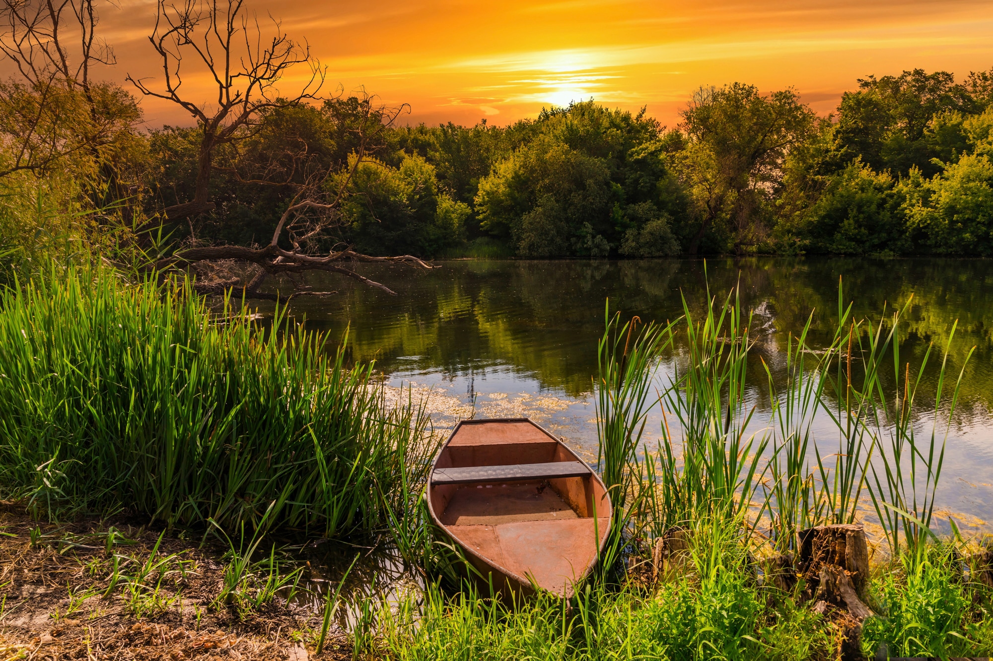 Image of Papermoon Fototapete "STRAND-SEE BOOT WALD SONNENUNTERGANG BÄUME FLUSS IDYLLE"