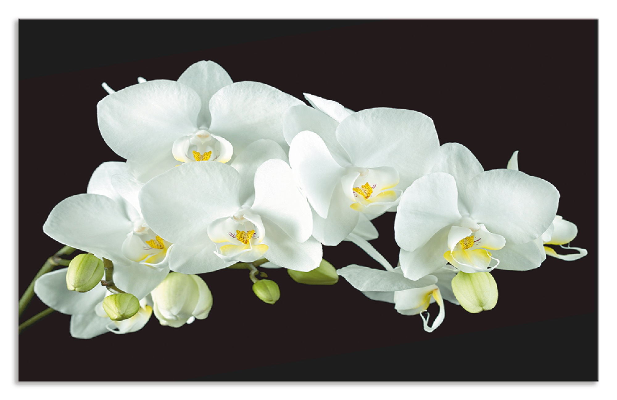 Artland Küchenrückwand »Weisse Orchidee auf schwarzem Hintergrund«, (1 tlg.), Alu Spritzschutz mit Klebeband, einfache Montage