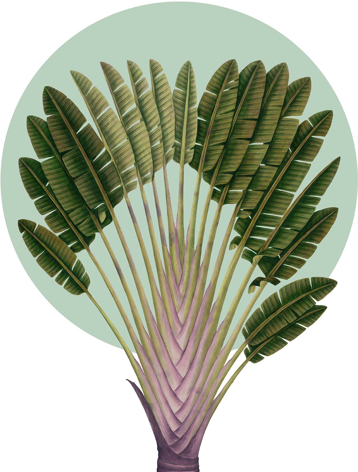 Image of Komar Wandbild »Botanical Garden Pinnate Palm«, (1 St.), Deutsches Premium-Poster Fotopapier mit seidenmatter Oberfläche und hoher Lichtbeständigkeit. Für fotorealistische Drucke mit gestochen scharfen Details und hervorragender Farbbrillanz. bei Ackerman