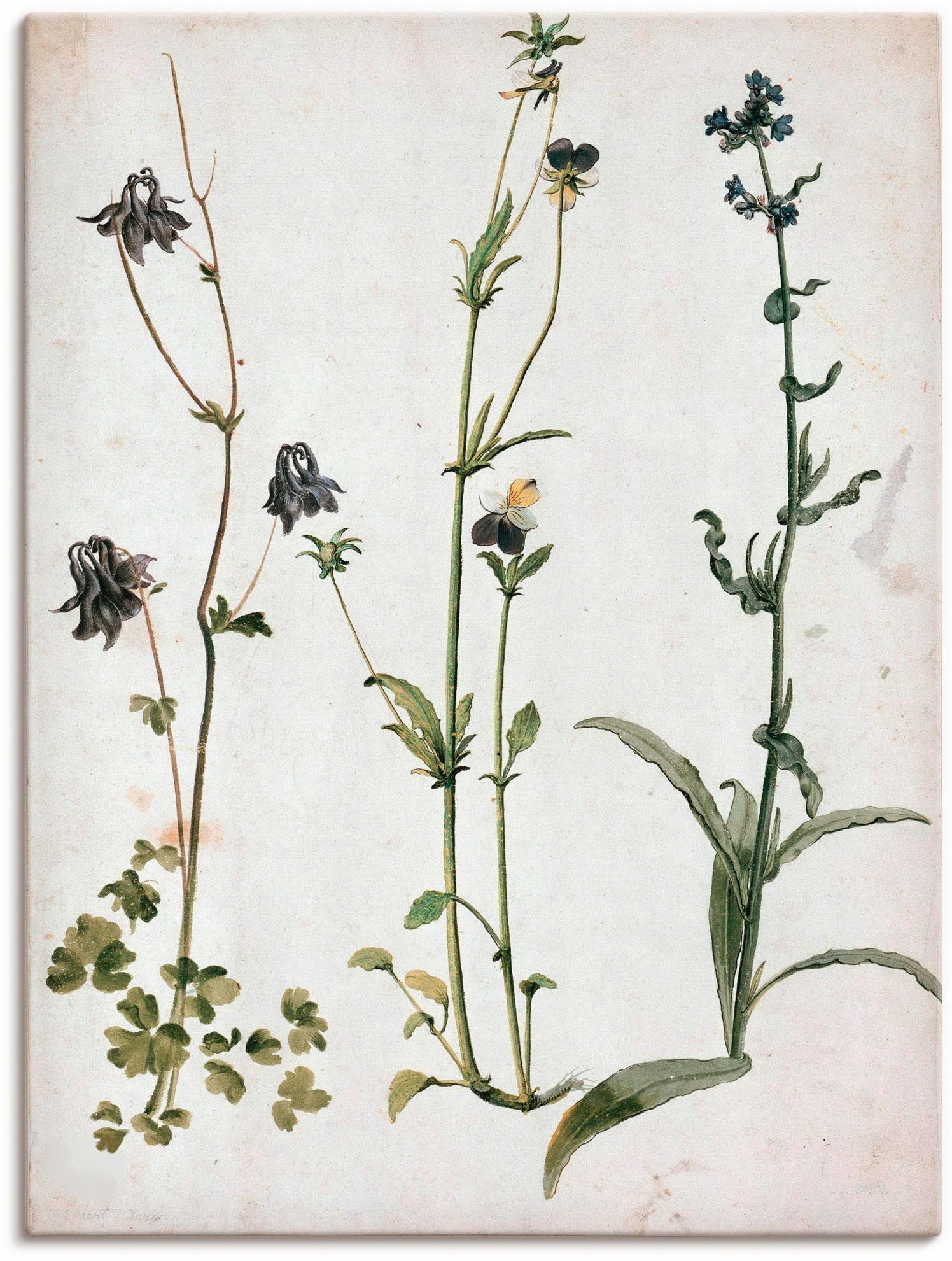 Image of Artland Wandbild »Akelei, Stiefmütterchen und Ochsenzunge«, Blumenbilder, (1 St.), in vielen Grössen & Produktarten - Alubild / Outdoorbild für den Aussenbereich, Leinwandbild, Poster, Wandaufkleber / Wandtattoo auch für Badezimmer geeignet bei Ackermann 