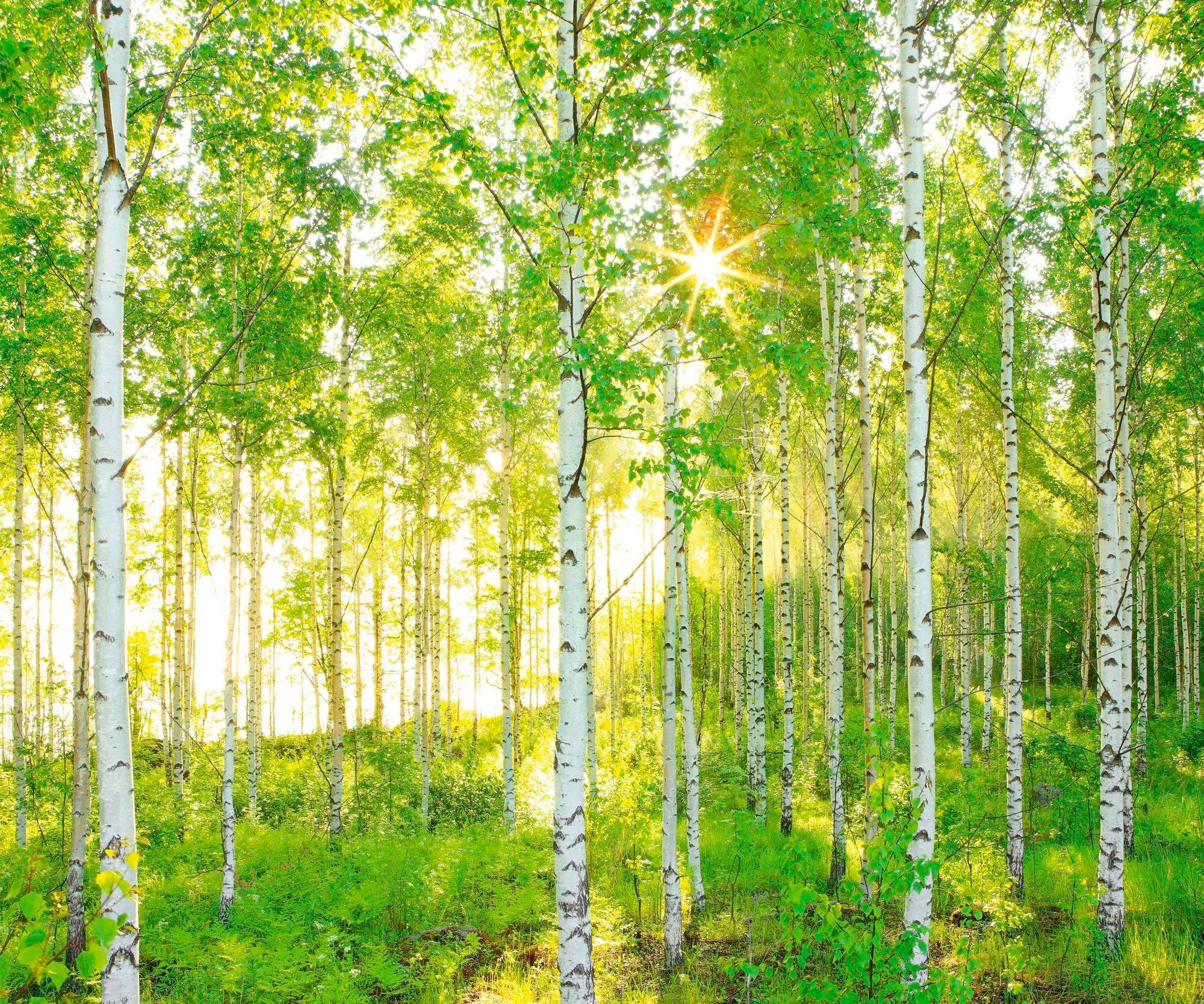 Image of Komar Vliestapete »Sunday"«, naturalistisch bei Ackermann Versand Schweiz