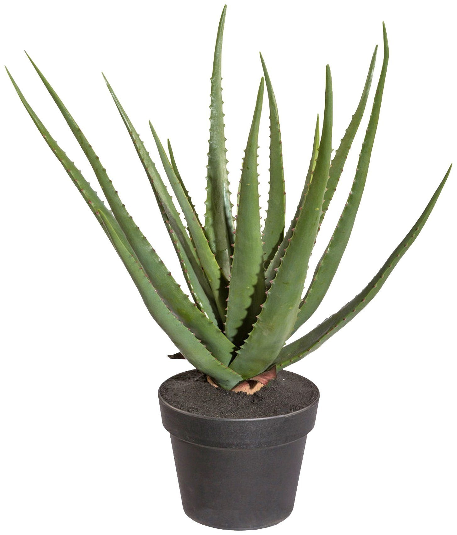 Image of Creativ green Kunstpflanze »Sukkulente Aloe«, (1 St.), im Kunststofftopf bei Ackermann Versand Schweiz