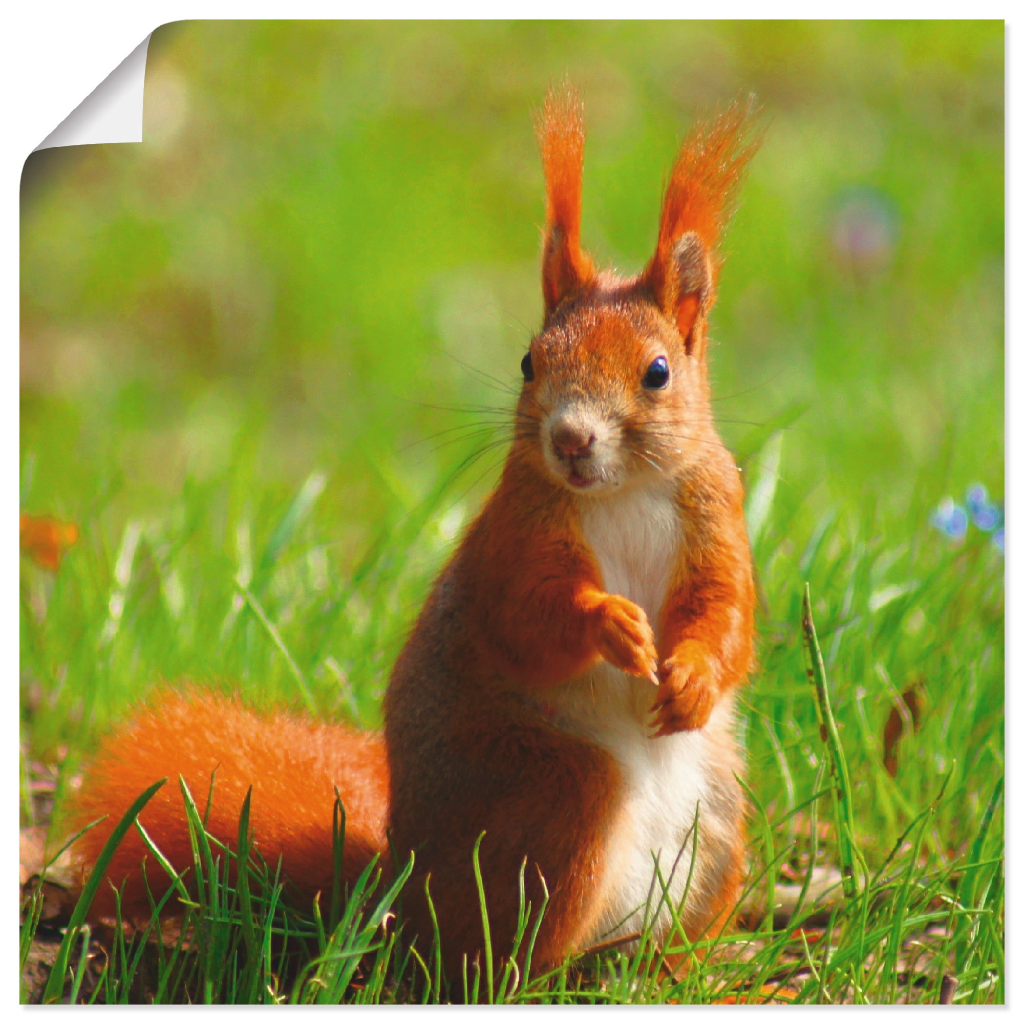 Leinwandbild, confortablement Grössen acheter Wandaufkleber als »Eichhörnchen Wildtiere, (1 versch. St.), oder Wandbild Artland Poster Kontakt«, in