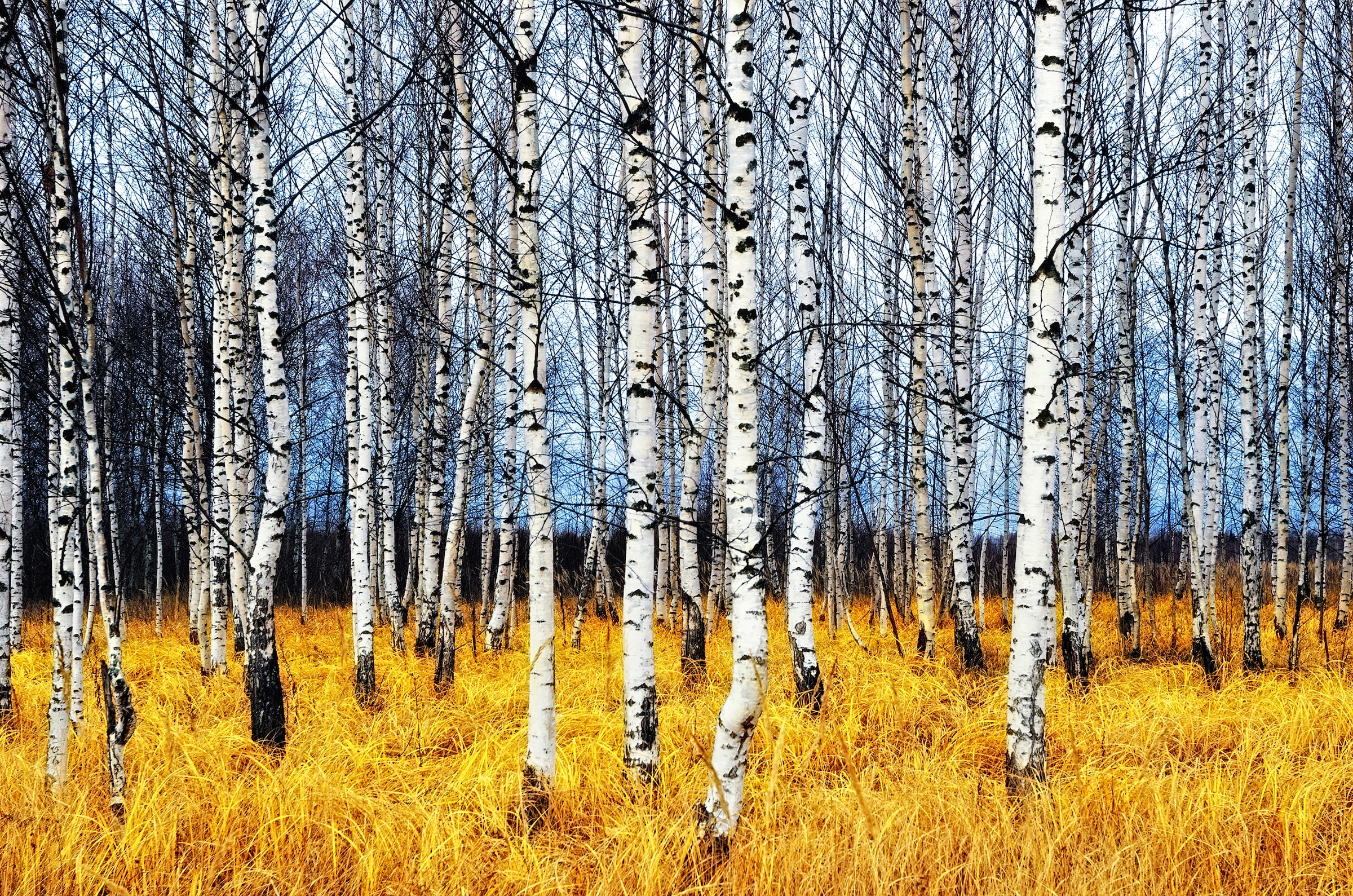 Image of Papermoon Fototapete "Autumn Birch Grove" glatt