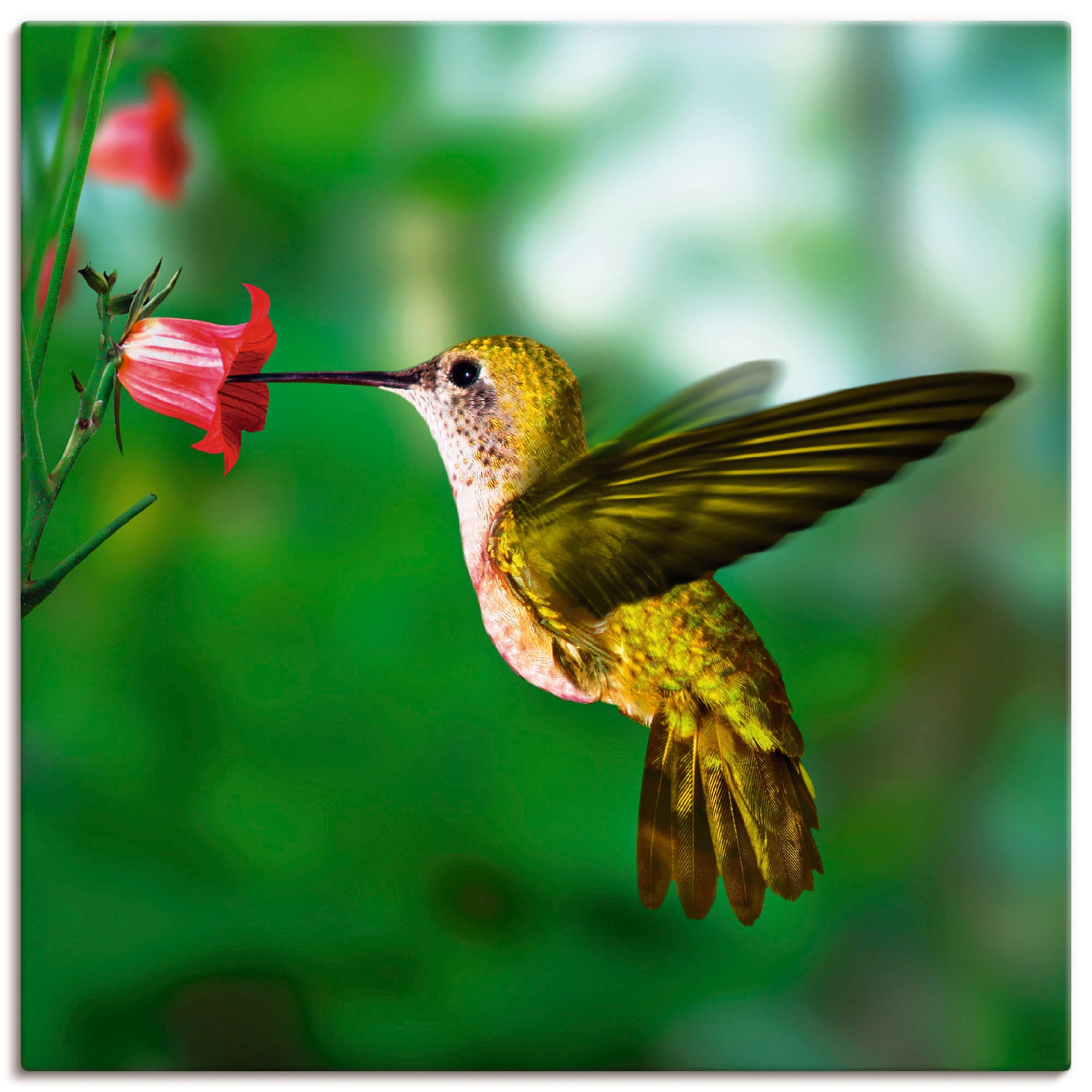 Image of Artland Leinwandbild "Kolibri" Vögel 1 Stk. tlg. auf Holzrahmen gespannt