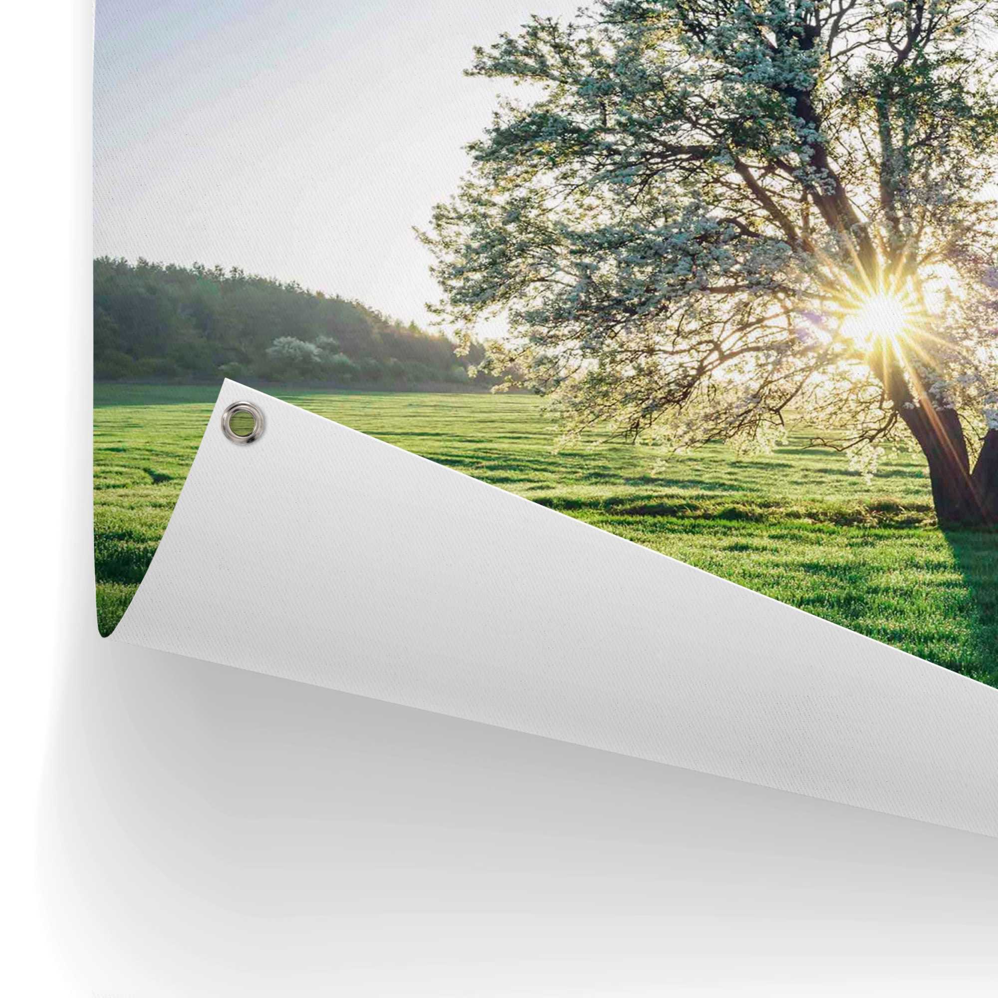 Reinders! Poster »Baum in der Morgensonne«, Outdoor für Garten oder Balkon