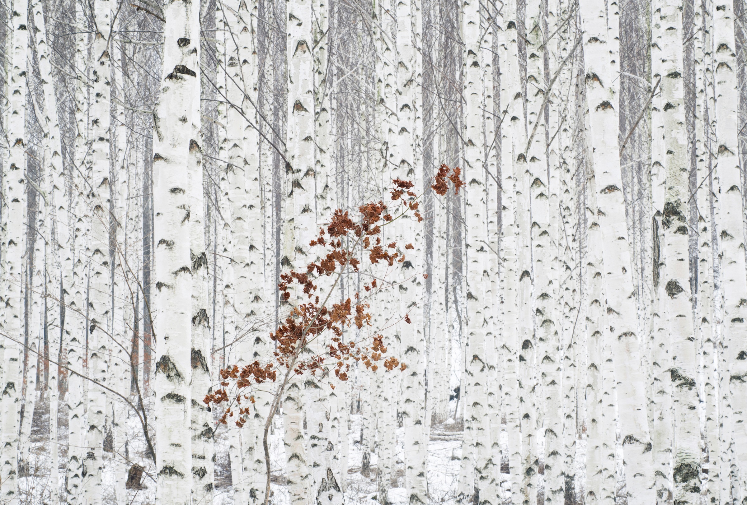 Image of Papermoon Fototapete »Photo-Art HAN DONG HEE, AUS WEIss«, Vliestapete, hochwertiger Digitaldruck, inklusive Kleister bei Ackermann Versand Schweiz