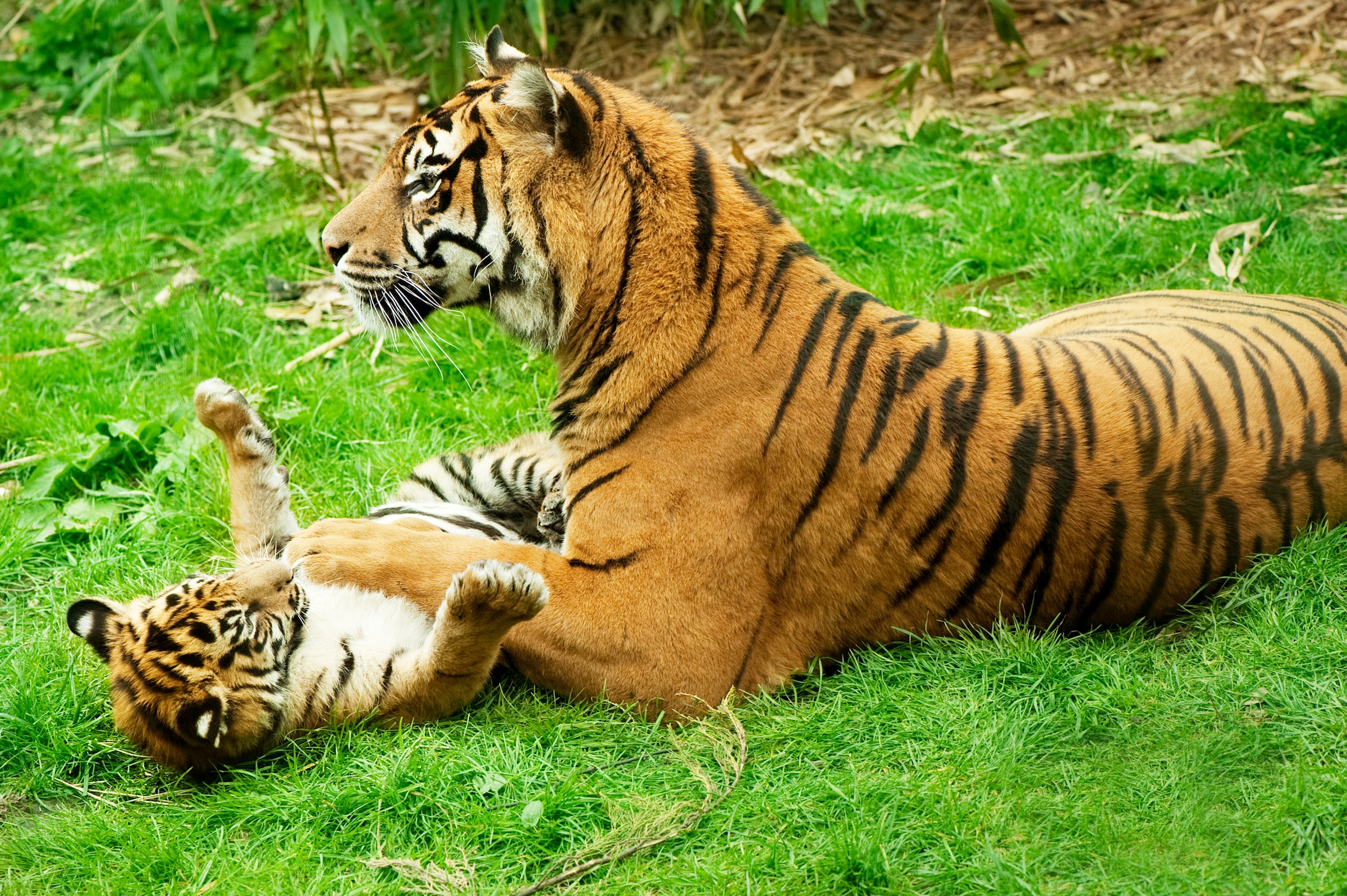 Fototapete »Tiger with Baby«