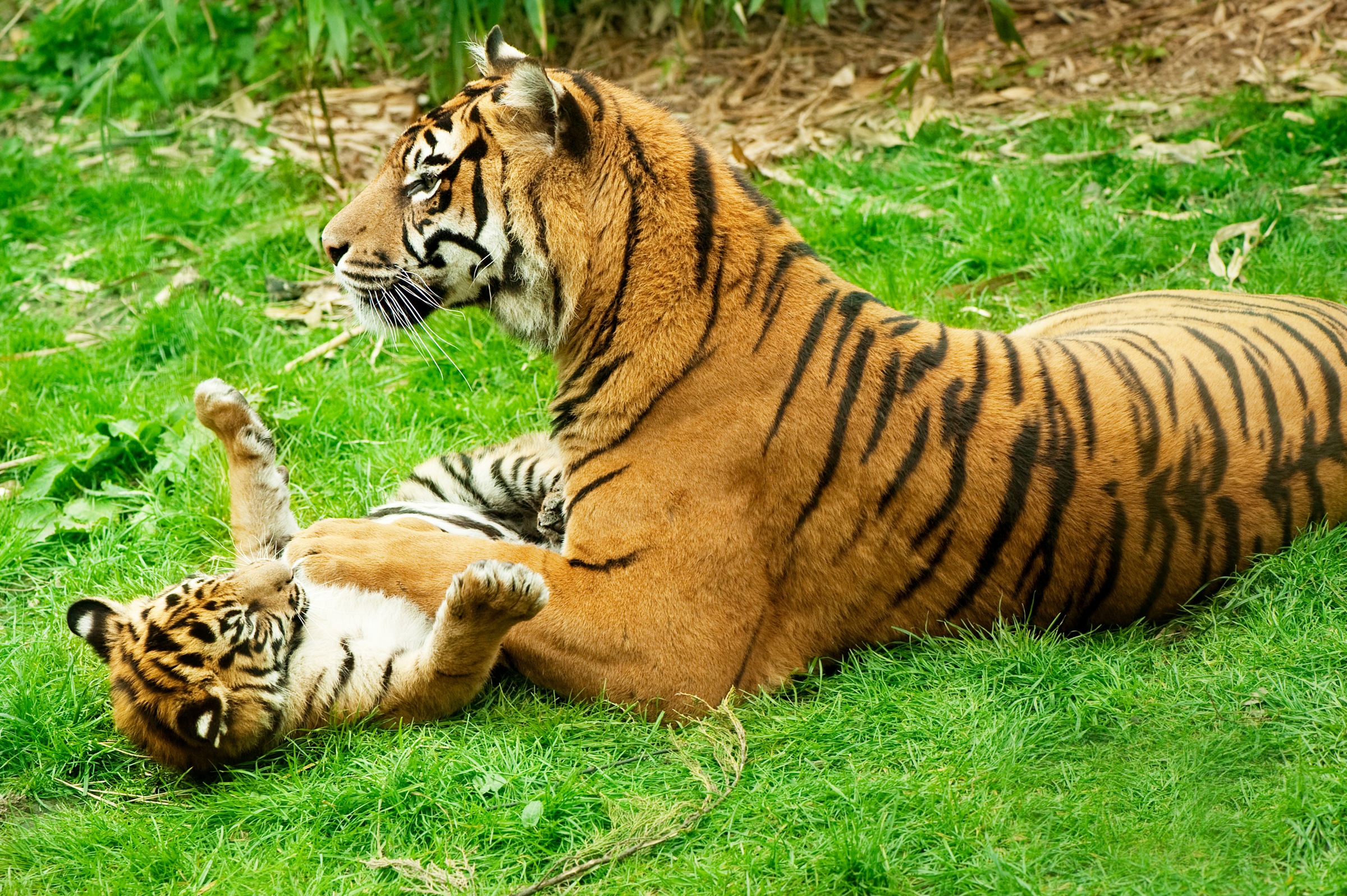 Image of Papermoon Fototapete »Tiger with Baby« bei Ackermann Versand Schweiz