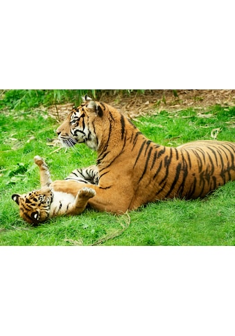 Fototapete »Tiger with Baby«