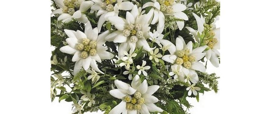 Kunstblume »Dekomat AG Edelweiss-Strauss 29 cm«