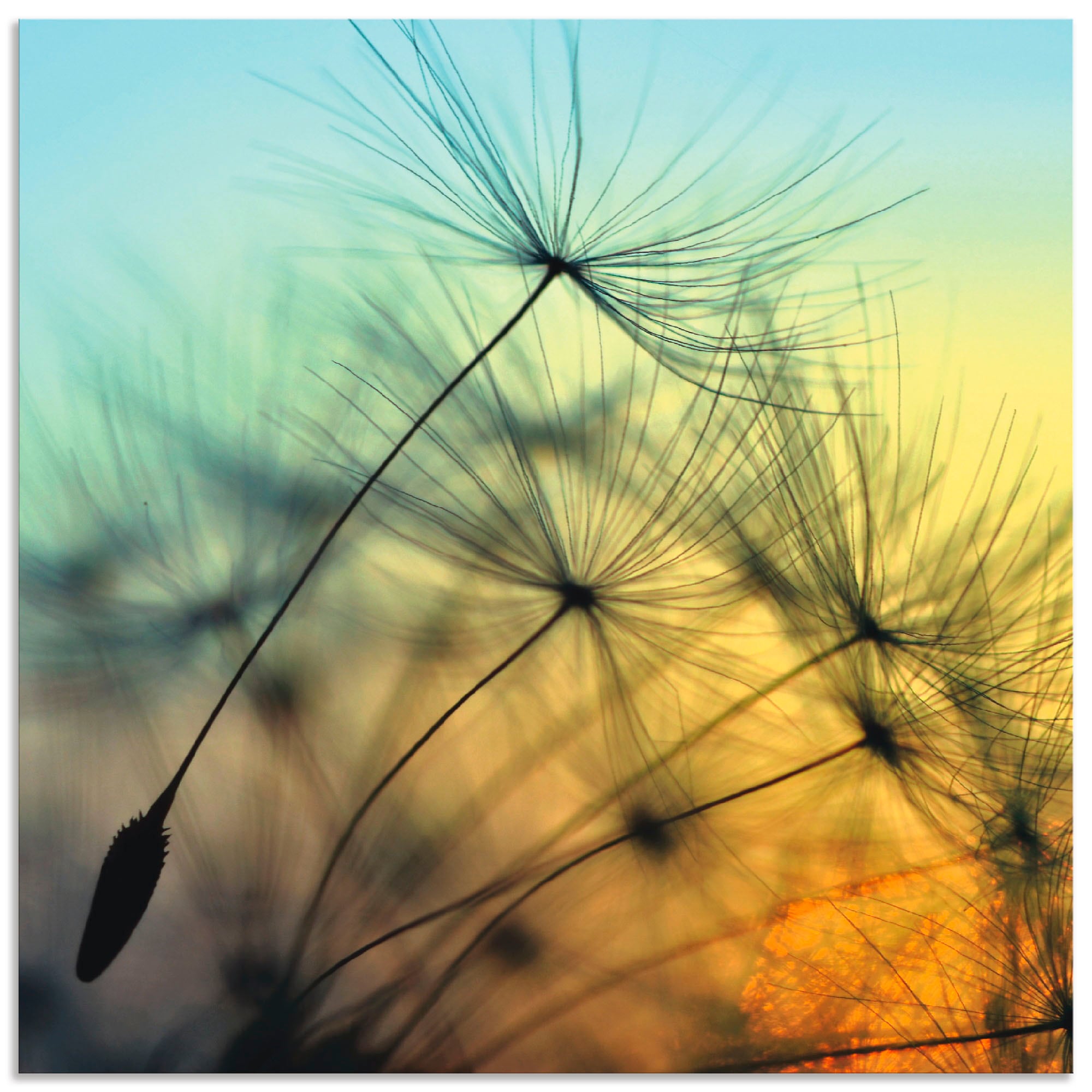 Image of Artland Alu-Dibond-Druck "Goldener Sonnenuntergang und Pusteblumen" Blumen 1 Stk. tlg. für Innen- und Aussenbereich geeignet, Outdoorbild