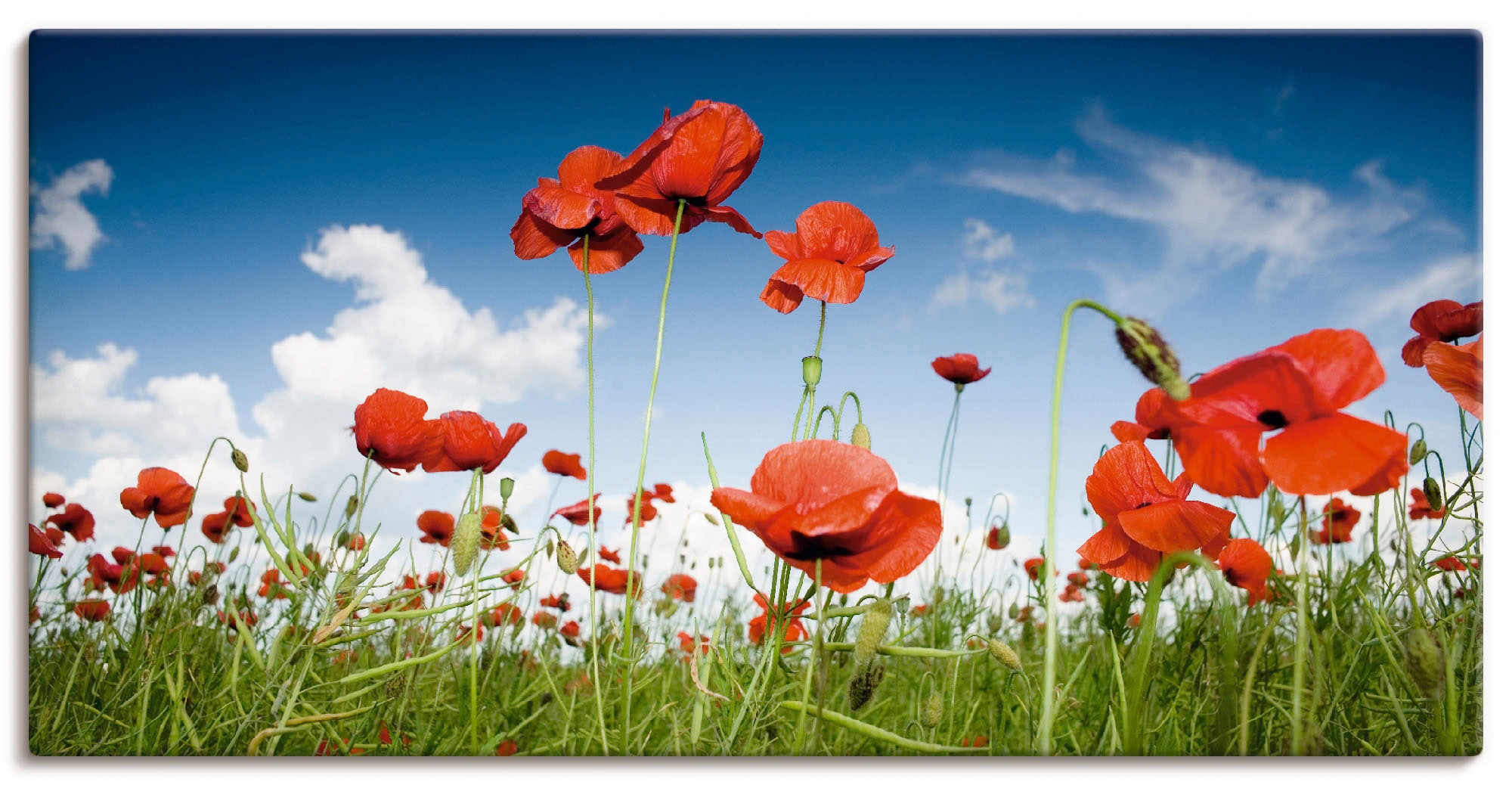 Artland Wandbild »Feld Mohnblumen Himmel«, Poster Leinwandbild, oder jetzt als kaufen Grössen mit in unter Wandaufkleber versch. (1 Alubild, Blumenwiese, St.)
