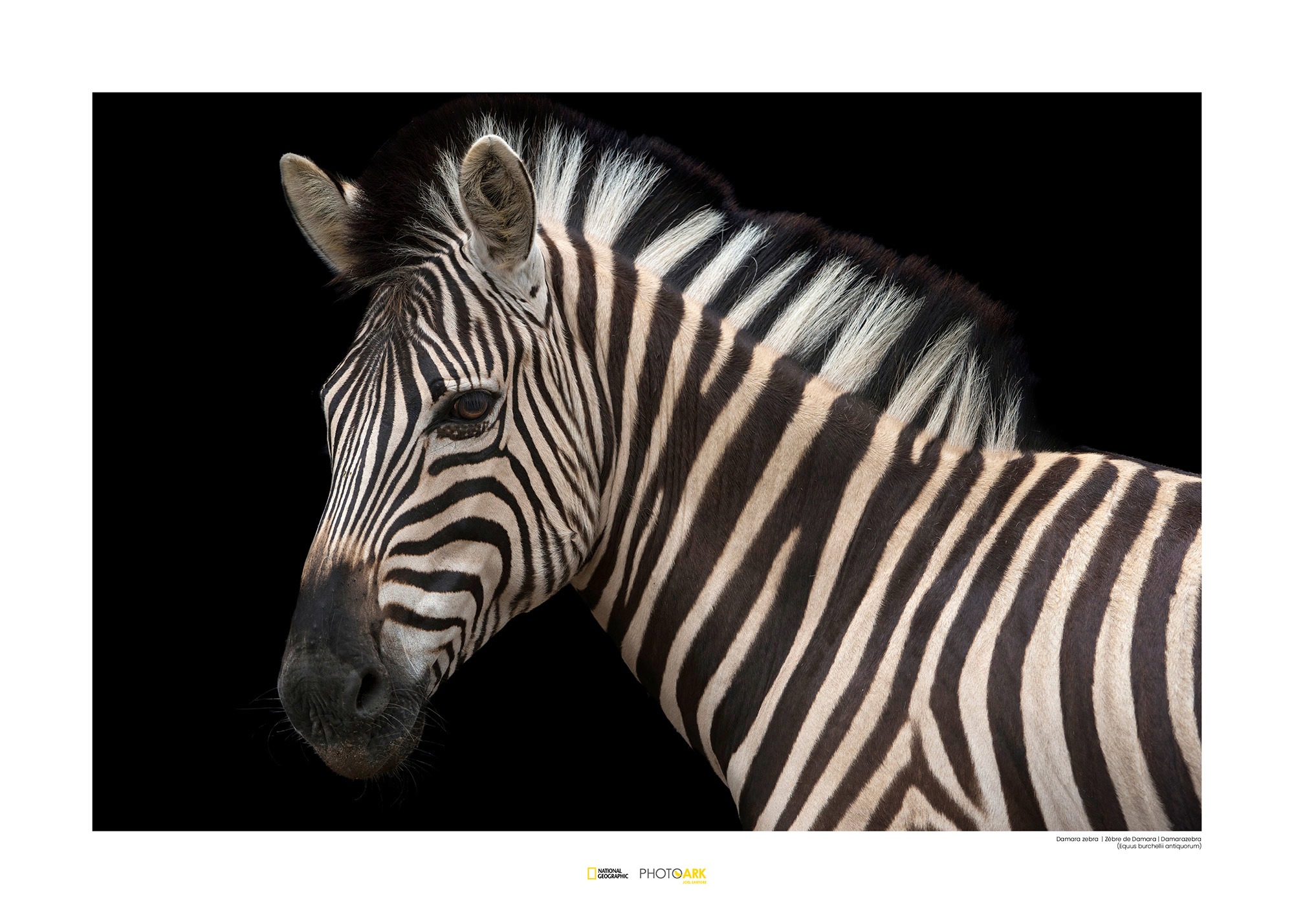 Image of Komar Poster »Damara Zebra«, Tiere, Höhe: 40cm bei Ackermann Versand Schweiz