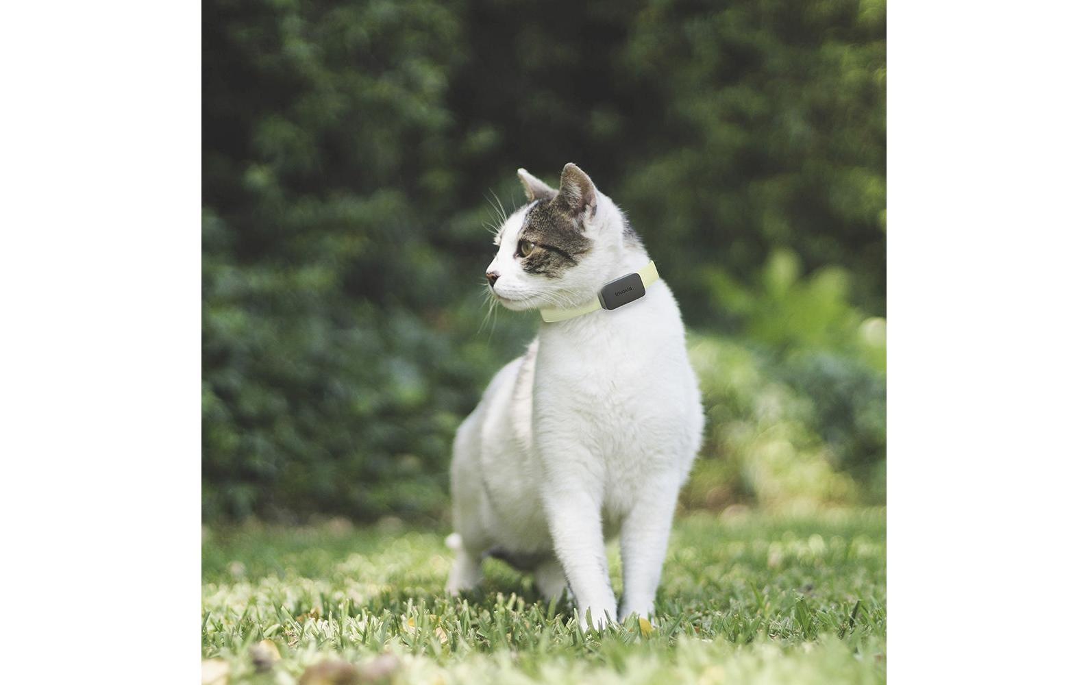 GPS-Tracker »Invoxia GPS-Tracker für Katzen«