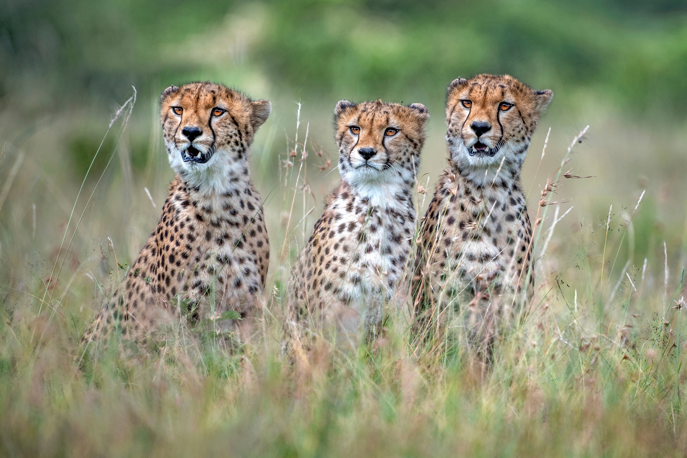 Image of Papermoon Fototapete »Photo-Art XAVIER ORTEGA, CHEETAH CUBS«, Vliestapete, hochwertiger Digitaldruck, inklusive Kleister bei Ackermann Versand Schweiz