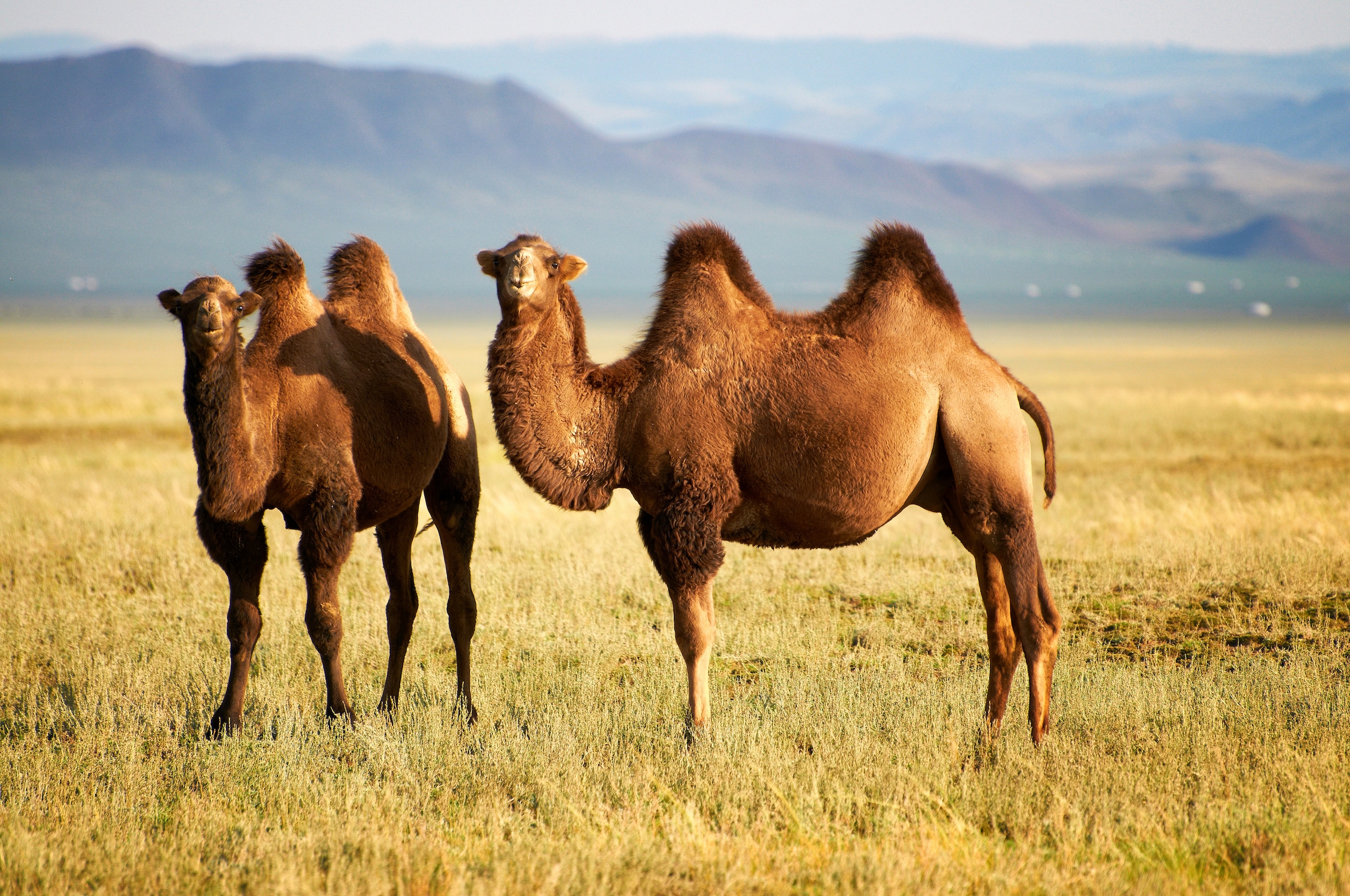 Image of Papermoon Fototapete "Mongolian Camels" glatt