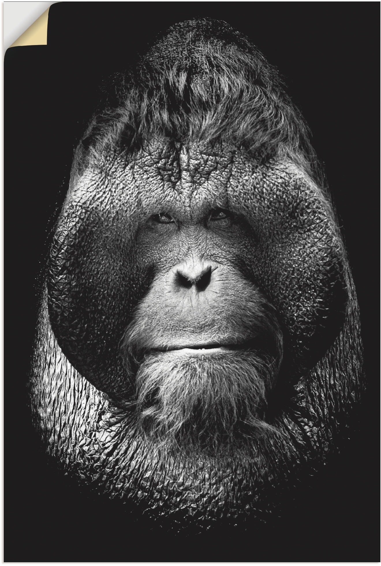 Image of Artland Wandbild »Der Chef«, Affenbilder, (1 St.), in vielen Grössen & Produktarten - Alubild / Outdoorbild für den Aussenbereich, Leinwandbild, Poster, Wandaufkleber / Wandtattoo auch für Badezimmer geeignet bei Ackermann Versand Schweiz