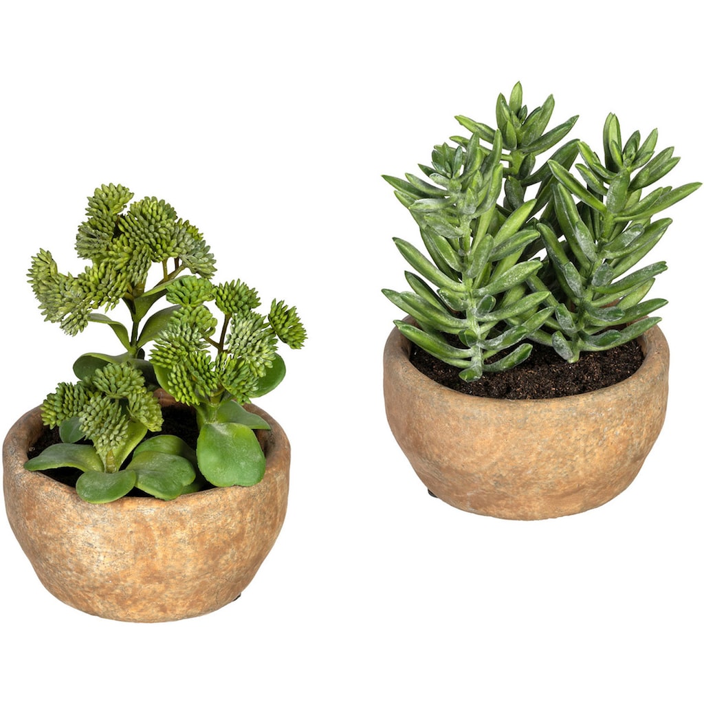 Creativ green Künstliche Zimmerpflanze »Sukkulenten Sedum und Aloe«, im Zementtopf, 2er Set