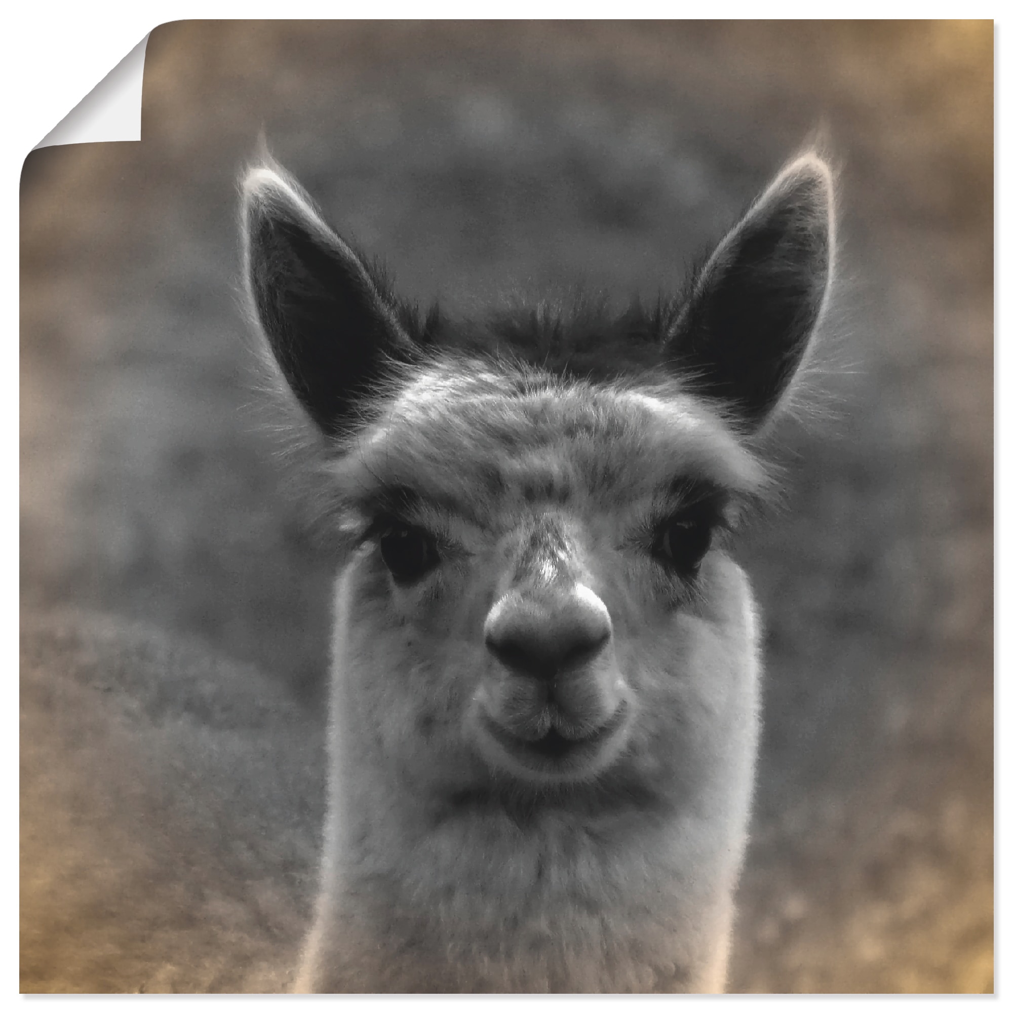 Image of Artland Poster "Alpaka Blick" Wildtiere 1 Stk. tlg. ohne Rahmen
