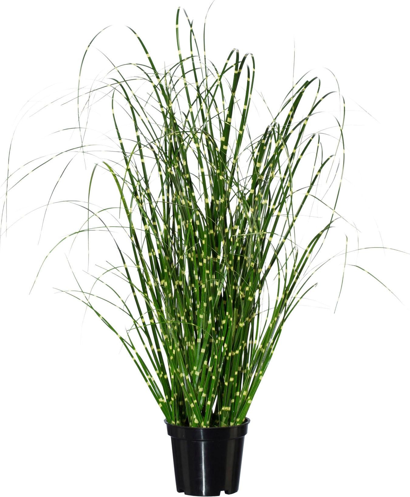 Creativ green Herbe artificielle »Miscanthus«