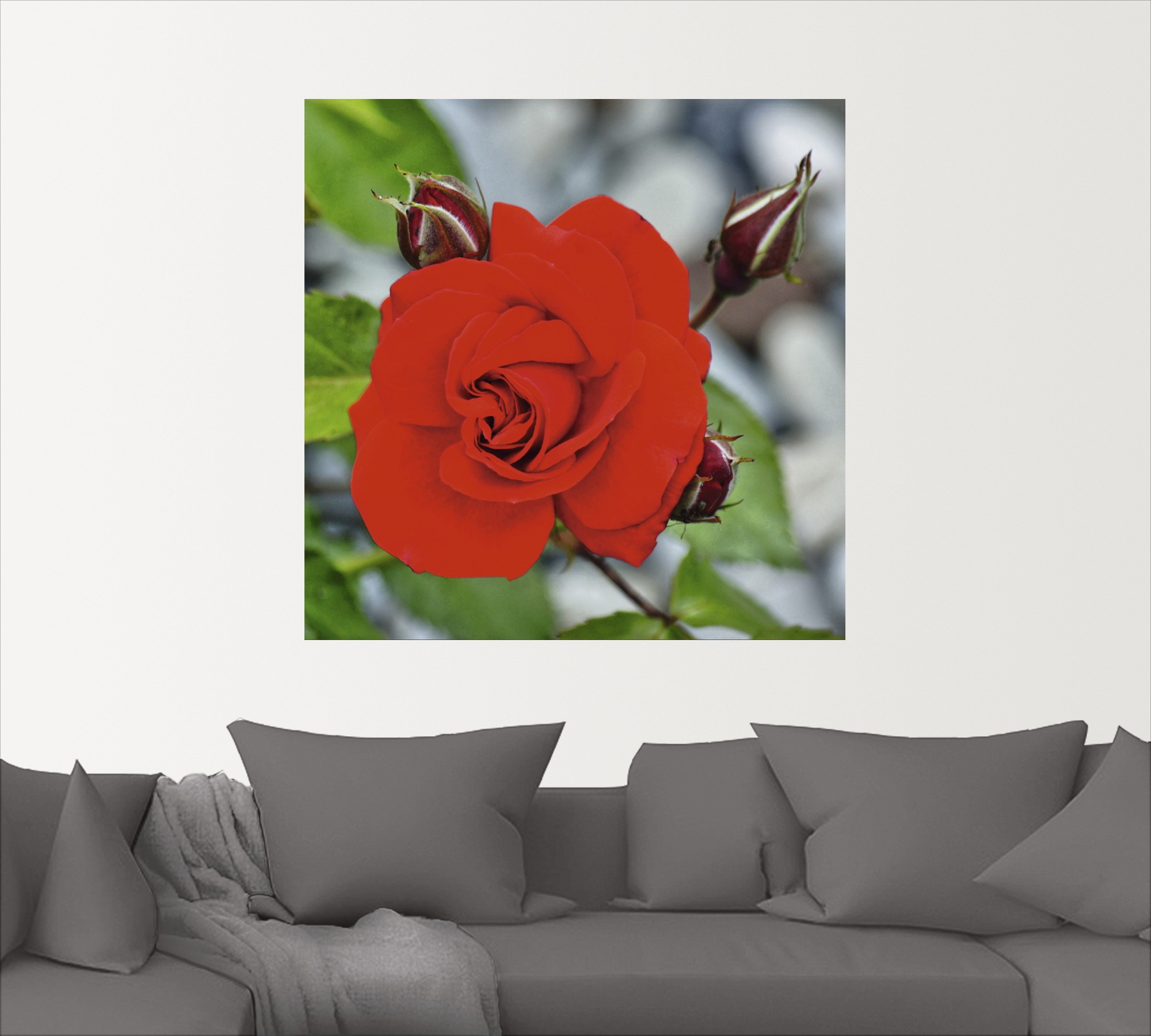 Artland Wandbild »Rote Rosenblüte mit Knospen«, Blumen, (1 St.), als Leinwandbild, Wandaufkleber in verschied. Grössen