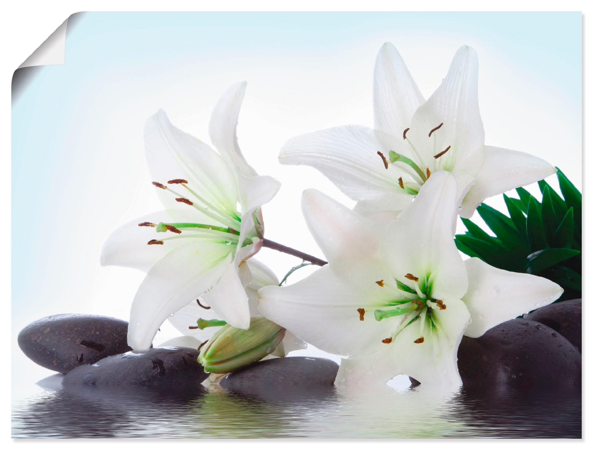 Image of Artland Wandbild »Madonna-Lilien und Spasteine«, Zen, (1 St.), in vielen Grössen & Produktarten - Alubild / Outdoorbild für den Aussenbereich, Leinwandbild, Poster, Wandaufkleber / Wandtattoo auch für Badezimmer geeignet bei Ackermann Versand Schweiz