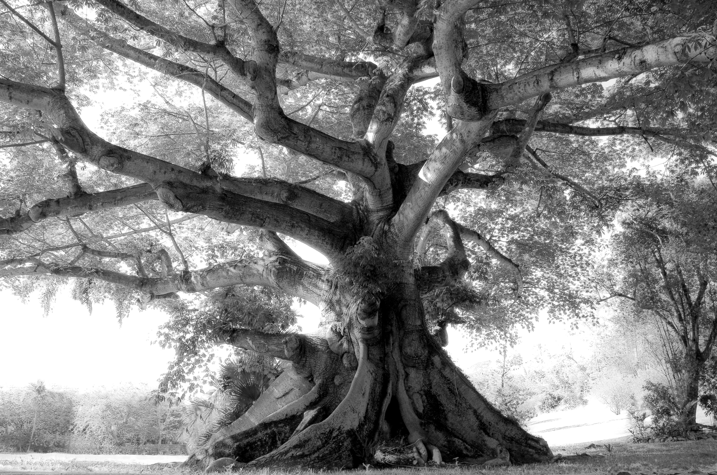 Image of Papermoon "Baum Schwarz & Weiss"