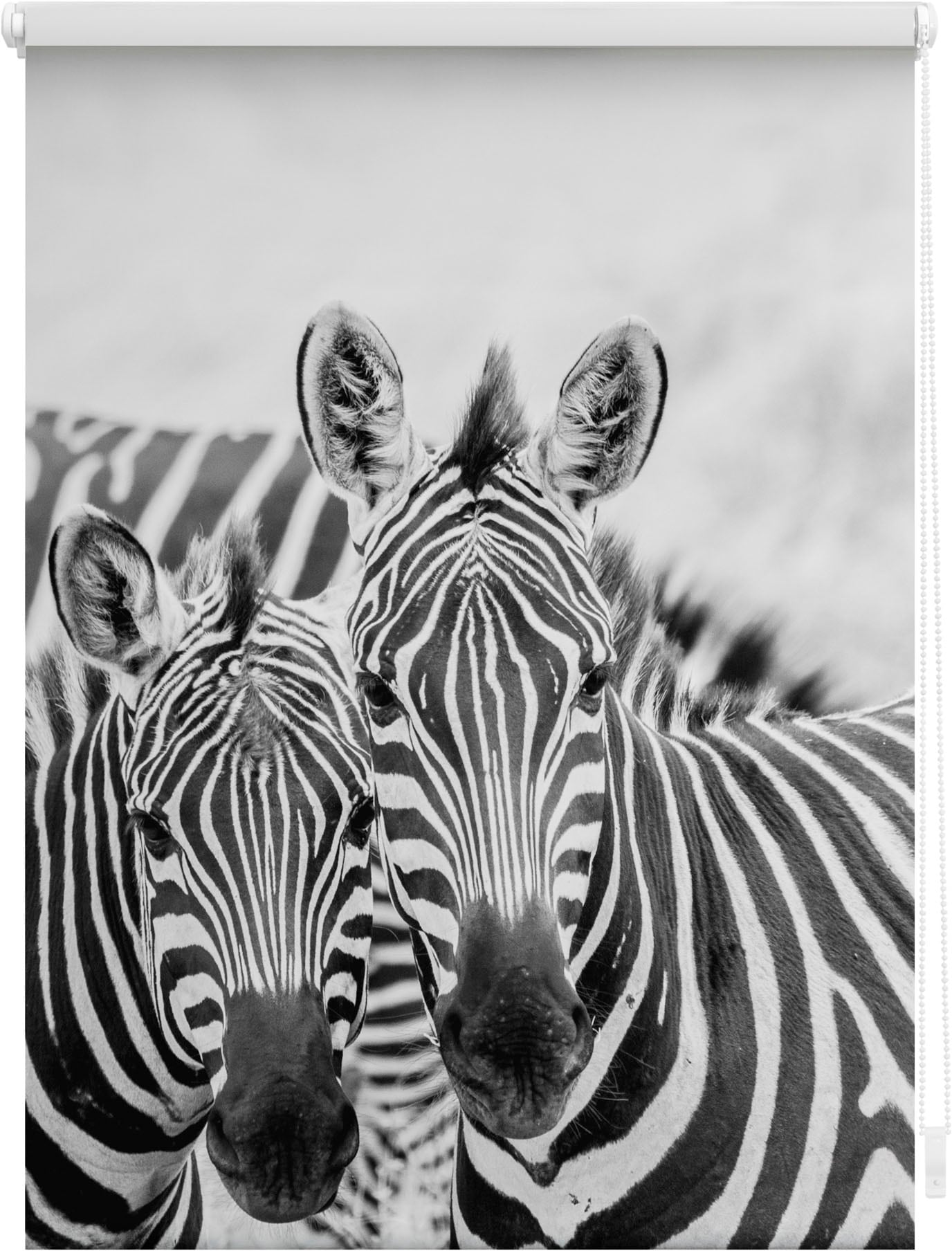 Image of LICHTBLICK ORIGINAL Seitenzugrollo "Klemmfix Motiv Zebra" Lichtschutz ohne Bohren freihängend bedruckt