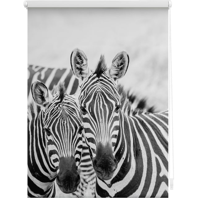 LICHTBLICK ORIGINAL Seitenzugrollo »Klemmfix Motiv Zebra«, Lichtschutz, ohne  Bohren, freihängend, bedruckt bequem kaufen
