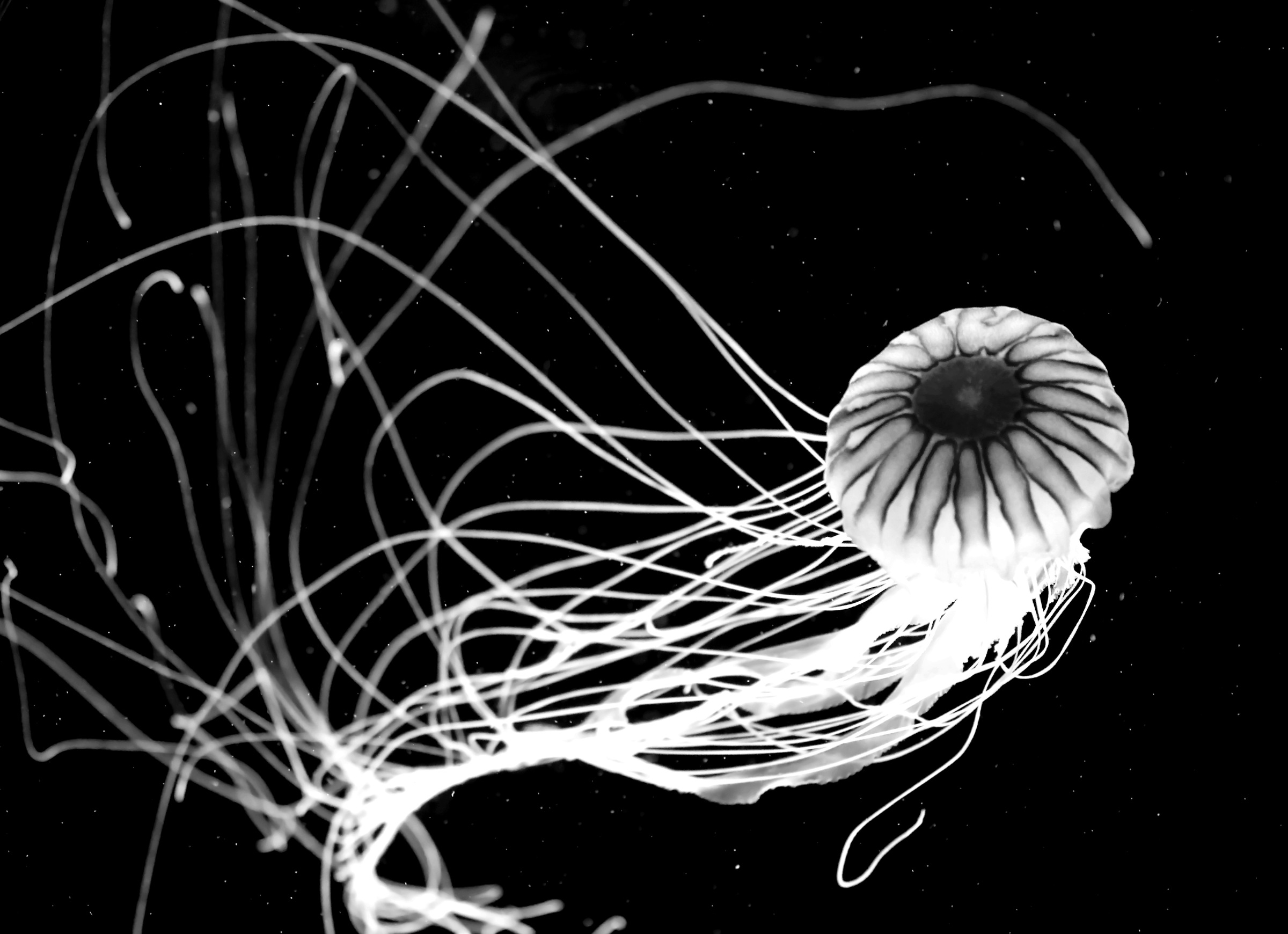 Image of Papermoon Fototapete »Qualle Schwarz & Weiss«, Vliestapete, hochwertiger Digitaldruck, inklusive Kleister bei Ackermann Versand Schweiz