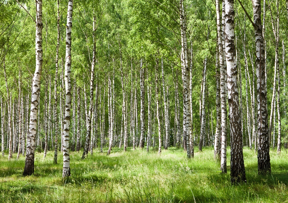 Image of Papermoon "Birkenwald"