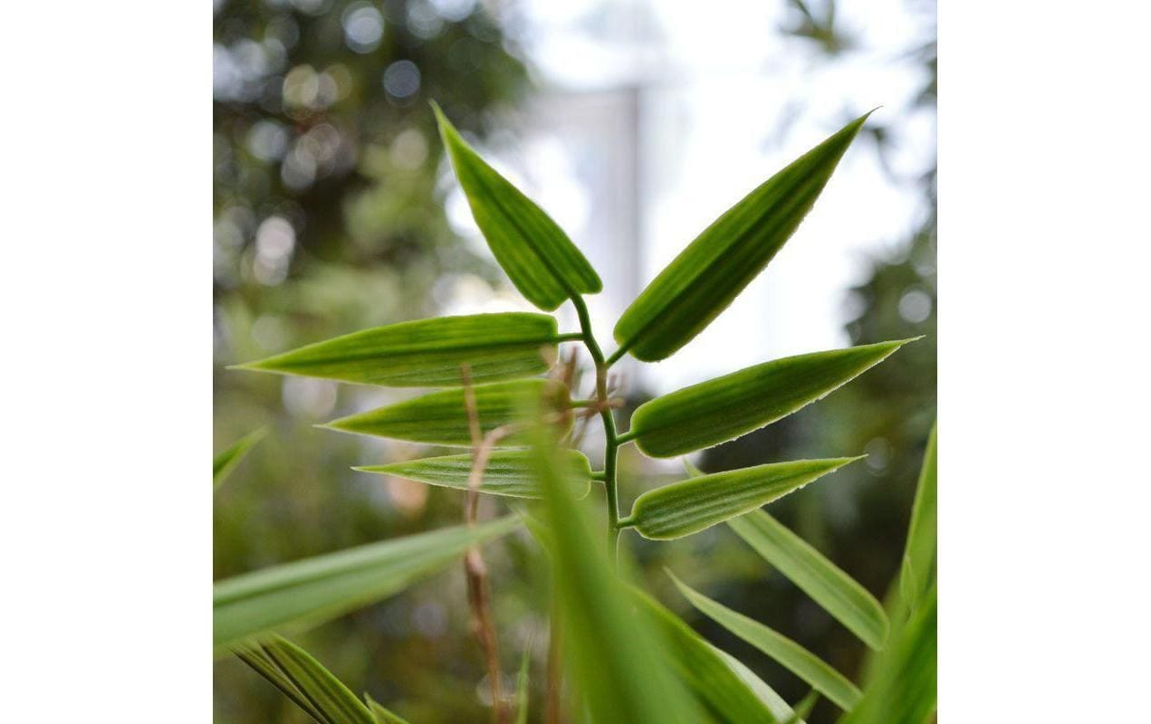 Botanic-Haus Kunstblume »Bambus Japanisch, UV-Bestand.«