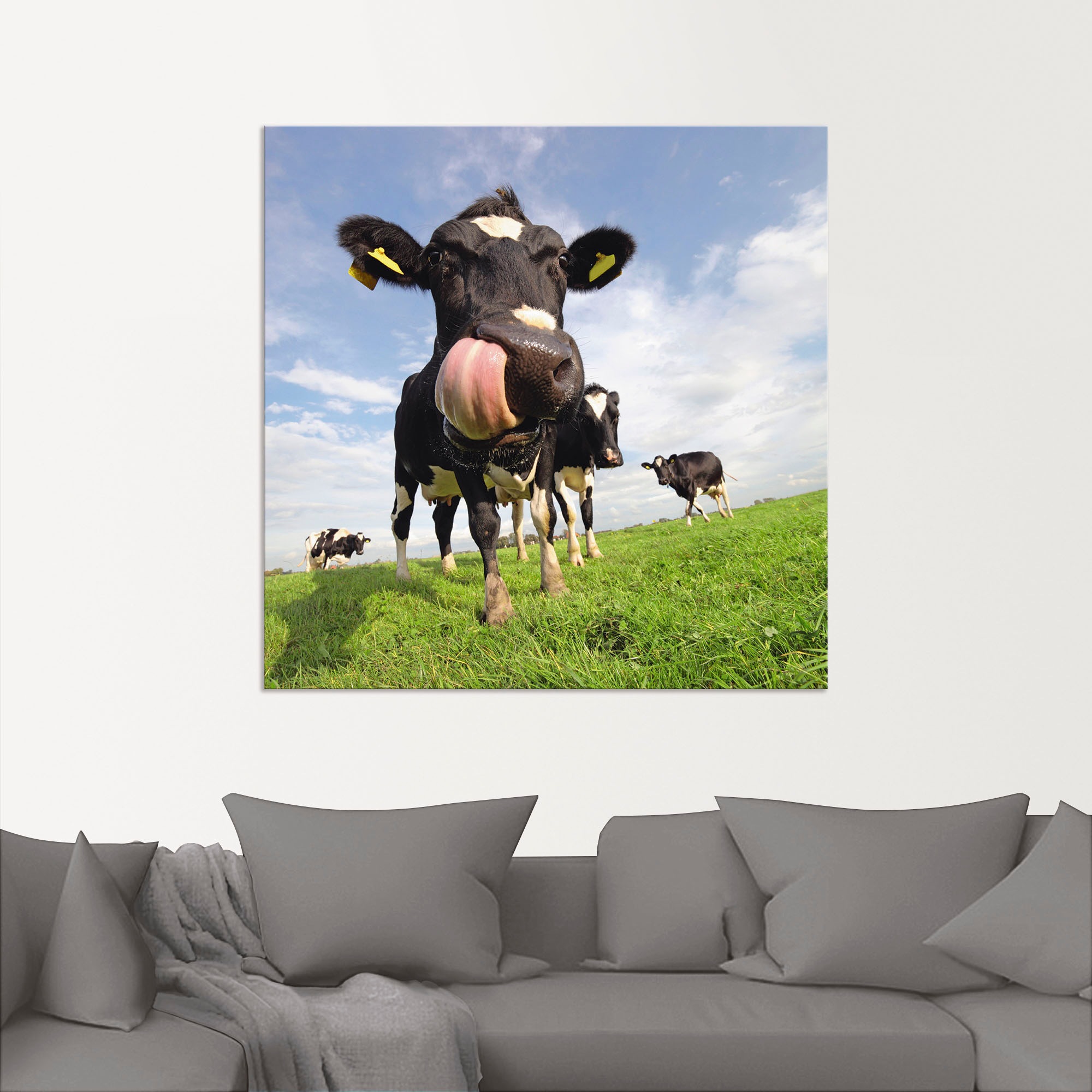 Artland Impression alu-dibond »Holstein-Kuh mit gewaltiger Zunge« 1 cuis tlg. für Innen- und Aussenbereich geeignet, Outdoorbild