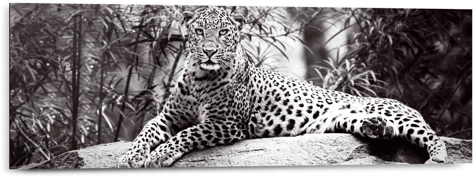 Reinders! Wandbild »Wandbild Leopard liegend bequem Leopard, St.) kaufen Gefleckt - Kräftig«, (1 Entspannen 