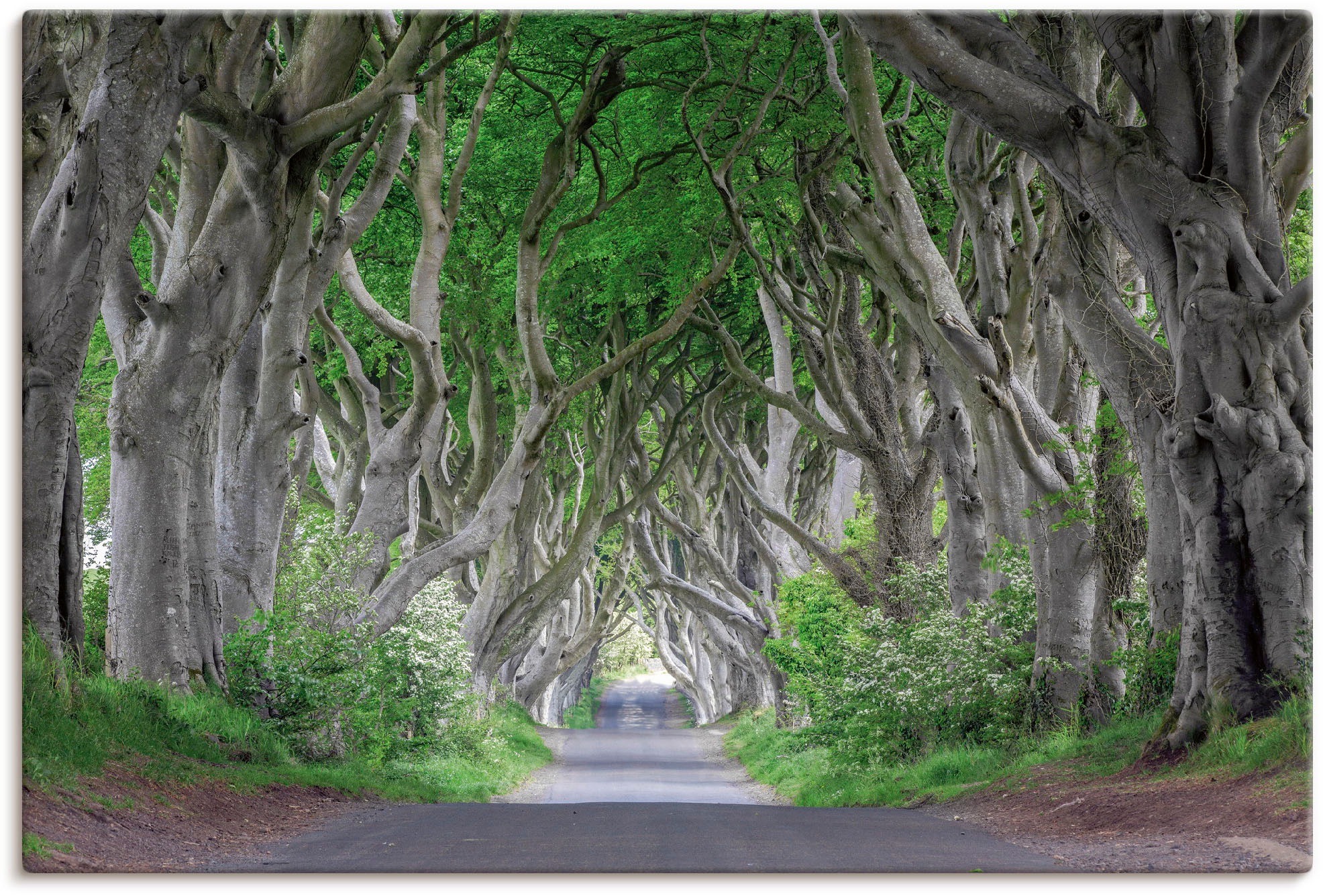 Image of Artland Wandbild »Strasse durch den Zauberwald«, Waldbilder, (1 St.), in vielen Grössen & Produktarten - Alubild / Outdoorbild für den Aussenbereich, Leinwandbild, Poster, Wandaufkleber / Wandtattoo auch für Badezimmer geeignet bei Ackermann Versand Schwe