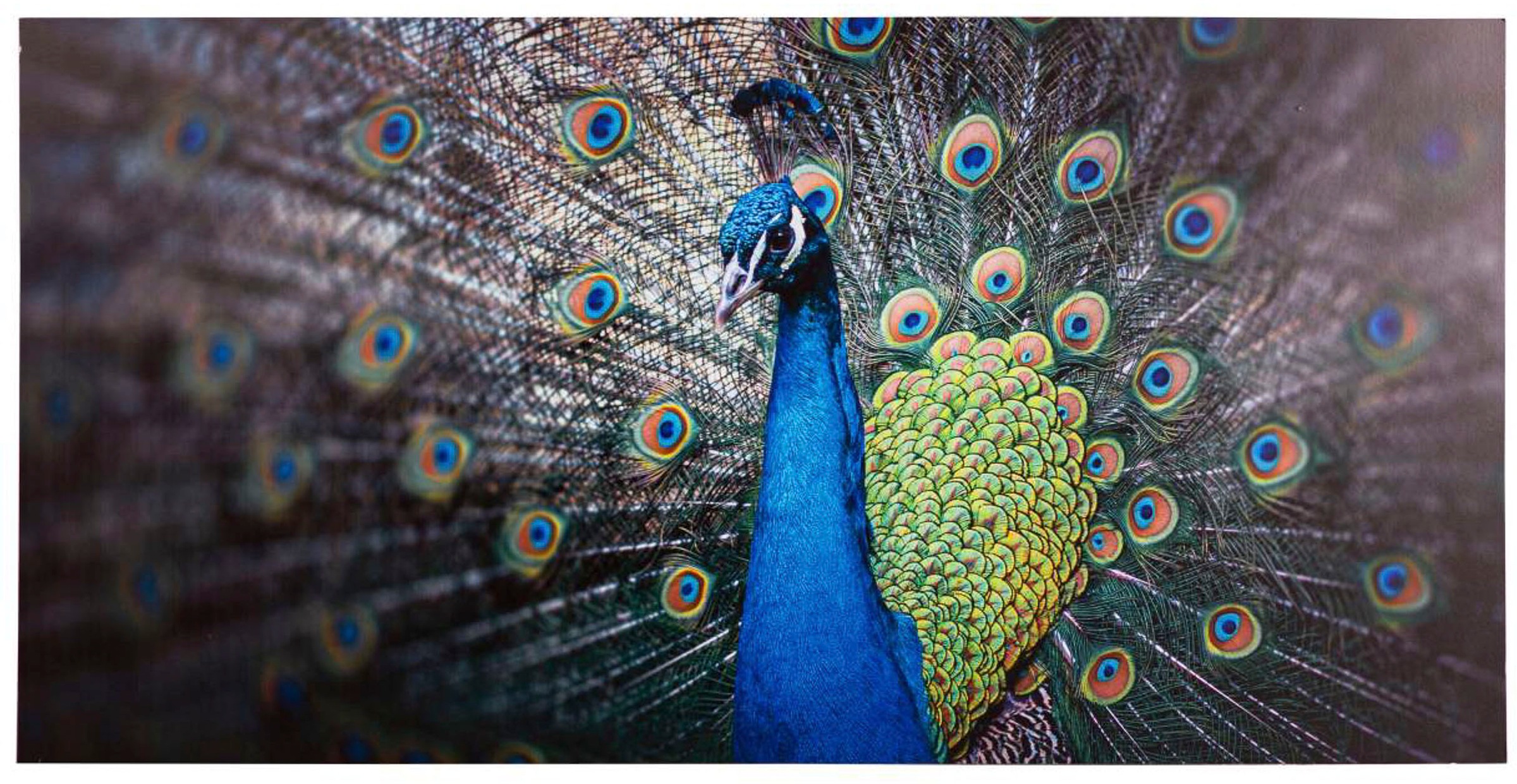 Image of Spiegelprofi GmbH Deco-Panel »Peafowl«, (1 St.), hochwertiger Kunstdruck bei Ackermann Versand Schweiz