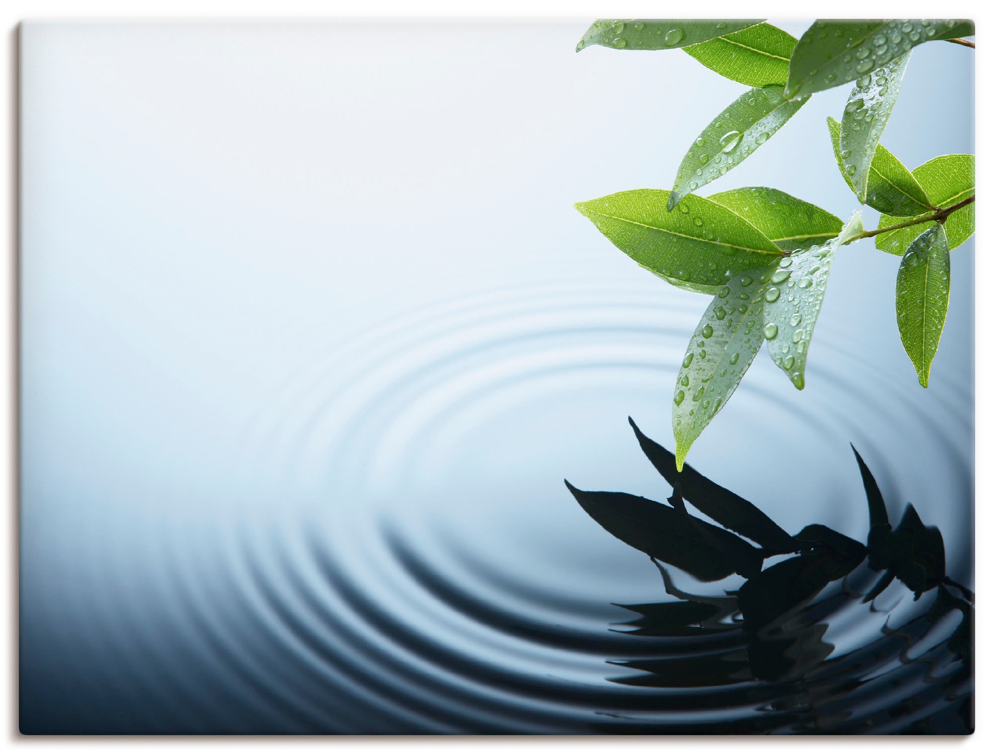 Image of Artland Wandbild »Pflanze und Wasser«, Zen, (1 St.), in vielen Grössen & Produktarten - Alubild / Outdoorbild für den Aussenbereich, Leinwandbild, Poster, Wandaufkleber / Wandtattoo auch für Badezimmer geeignet bei Ackermann Versand Schweiz