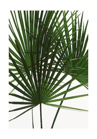 Poster »Palmtree Leaves«, Pflanzen, (1 St.), Kinderzimmer, Schlafzimmer, Wohnzimmer