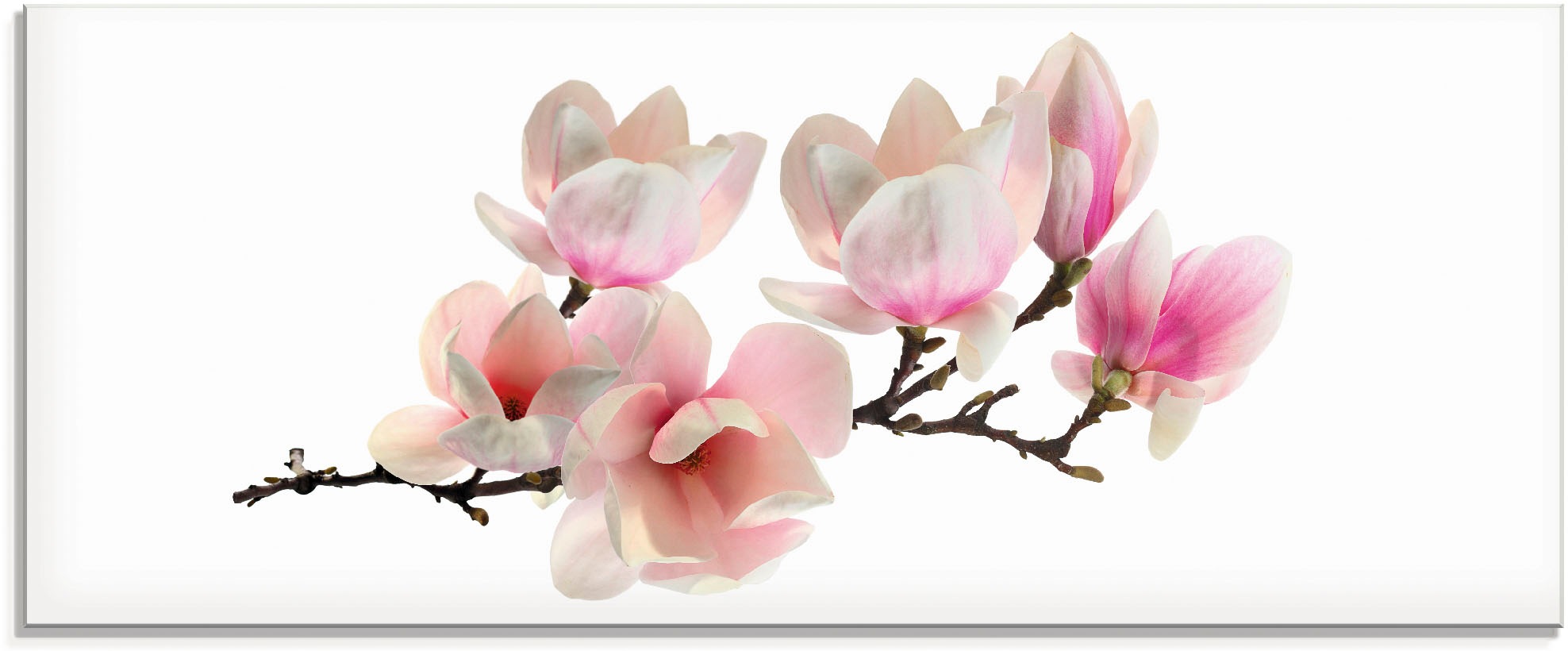 Image of Artland Glasbild »Magnolie«, Blumen, (1 St.) bei Ackermann Versand Schweiz