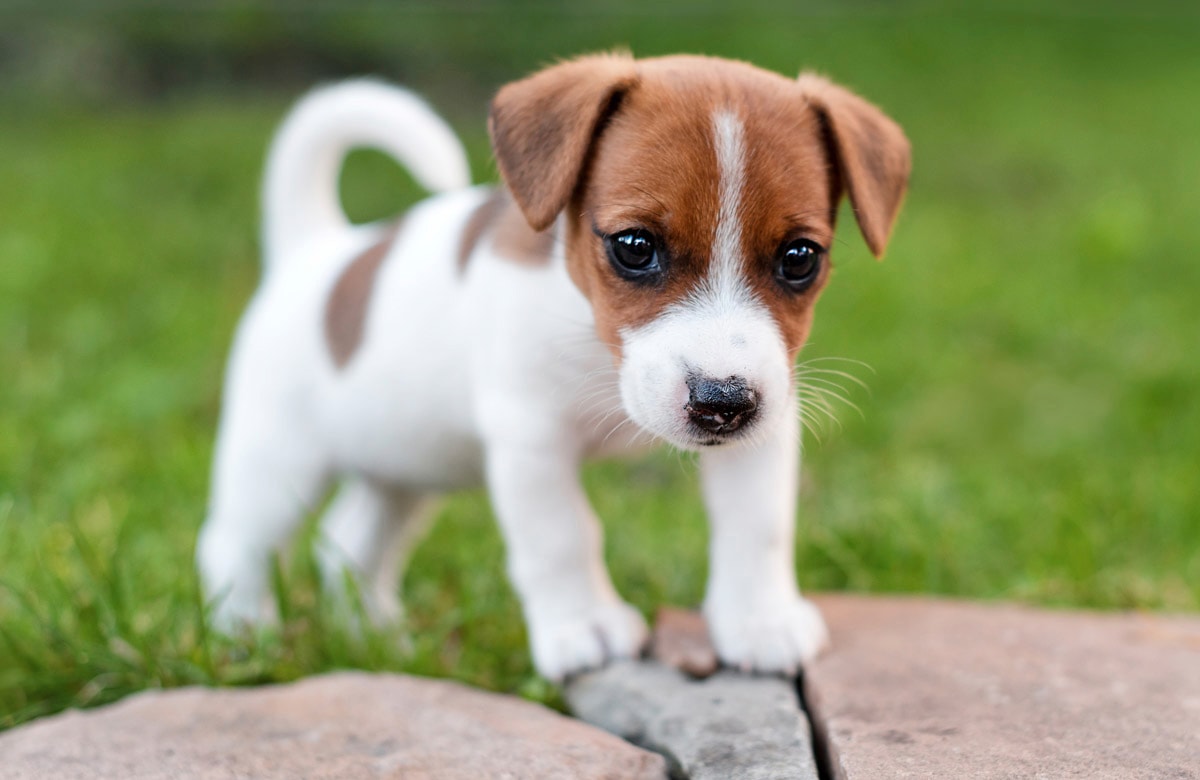 Fototapete »JACK RUSSEL-WELPE TERRIER HUND WIESE PARK LANSSCHAFT«