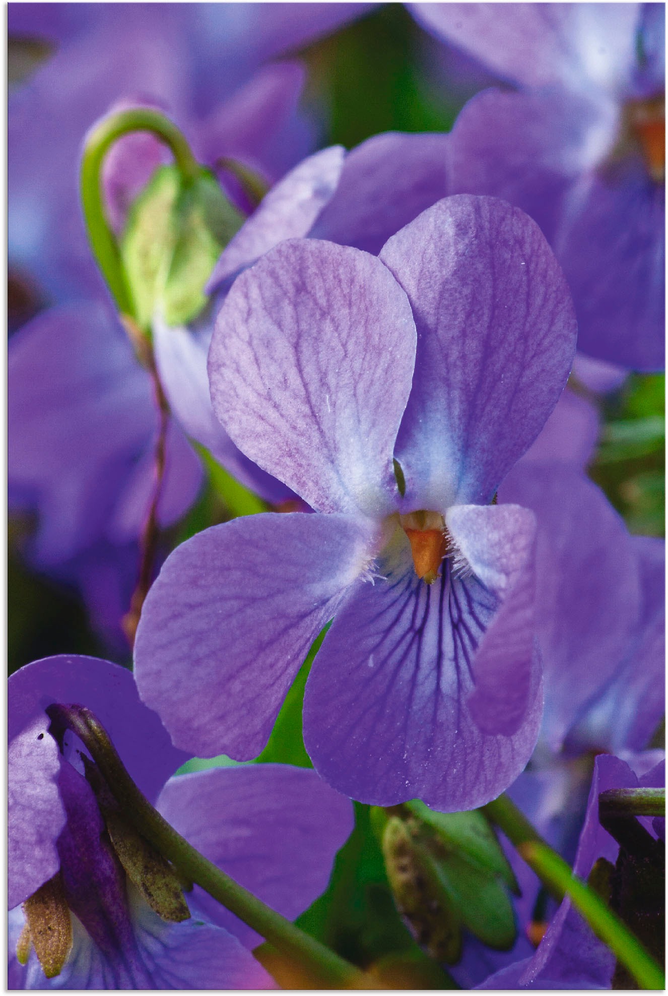 Image of Artland Wandbild »Veilchen«, Blumen, (1 St.), in vielen Grössen & Produktarten - Alubild / Outdoorbild für den Aussenbereich, Leinwandbild, Poster, Wandaufkleber / Wandtattoo auch für Badezimmer geeignet bei Ackermann Versand Schweiz