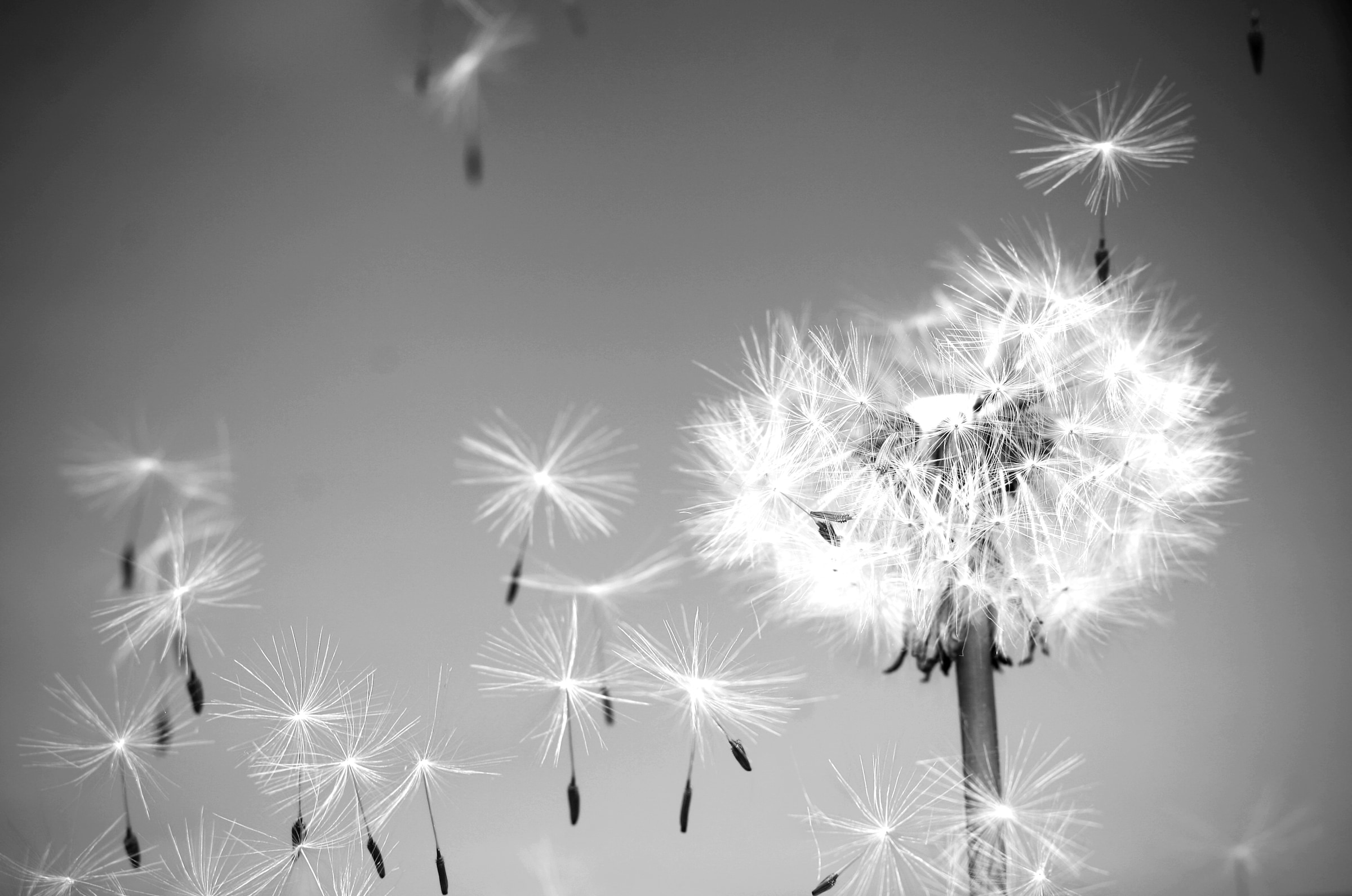 Image of Papermoon Fototapete »Pusteblume Schwarz & Weiss«, Vliestapete, hochwertiger Digitaldruck, inklusive Kleister bei Ackermann Versand Schweiz