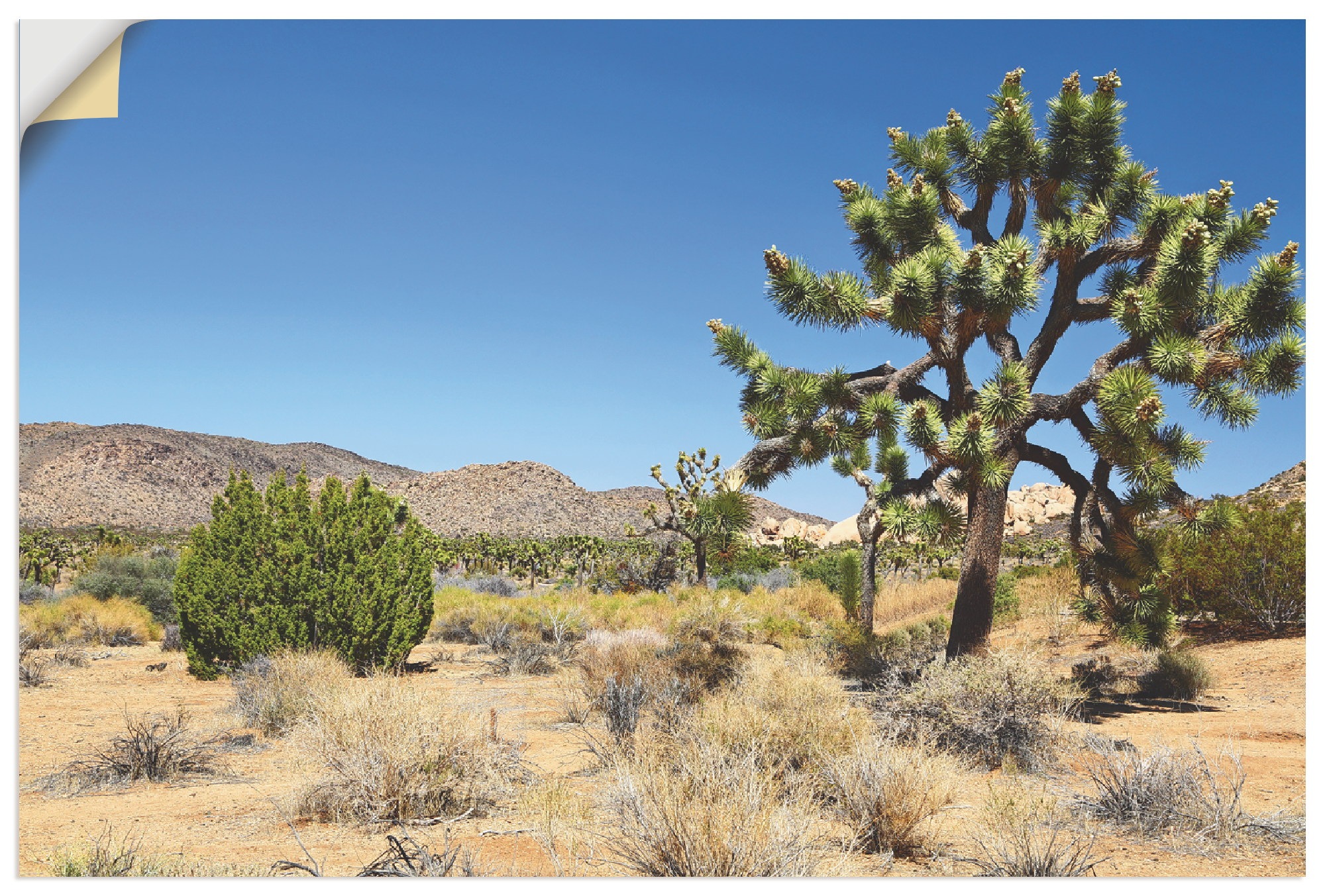 Image of Artland Wandbild »Joshua Tree in der Mojave Wüste I«, Wüste, (1 St.), in vielen Grössen & Produktarten - Alubild / Outdoorbild für den Aussenbereich, Leinwandbild, Poster, Wandaufkleber / Wandtattoo auch für Badezimmer geeignet bei Ackermann Versand Schwe