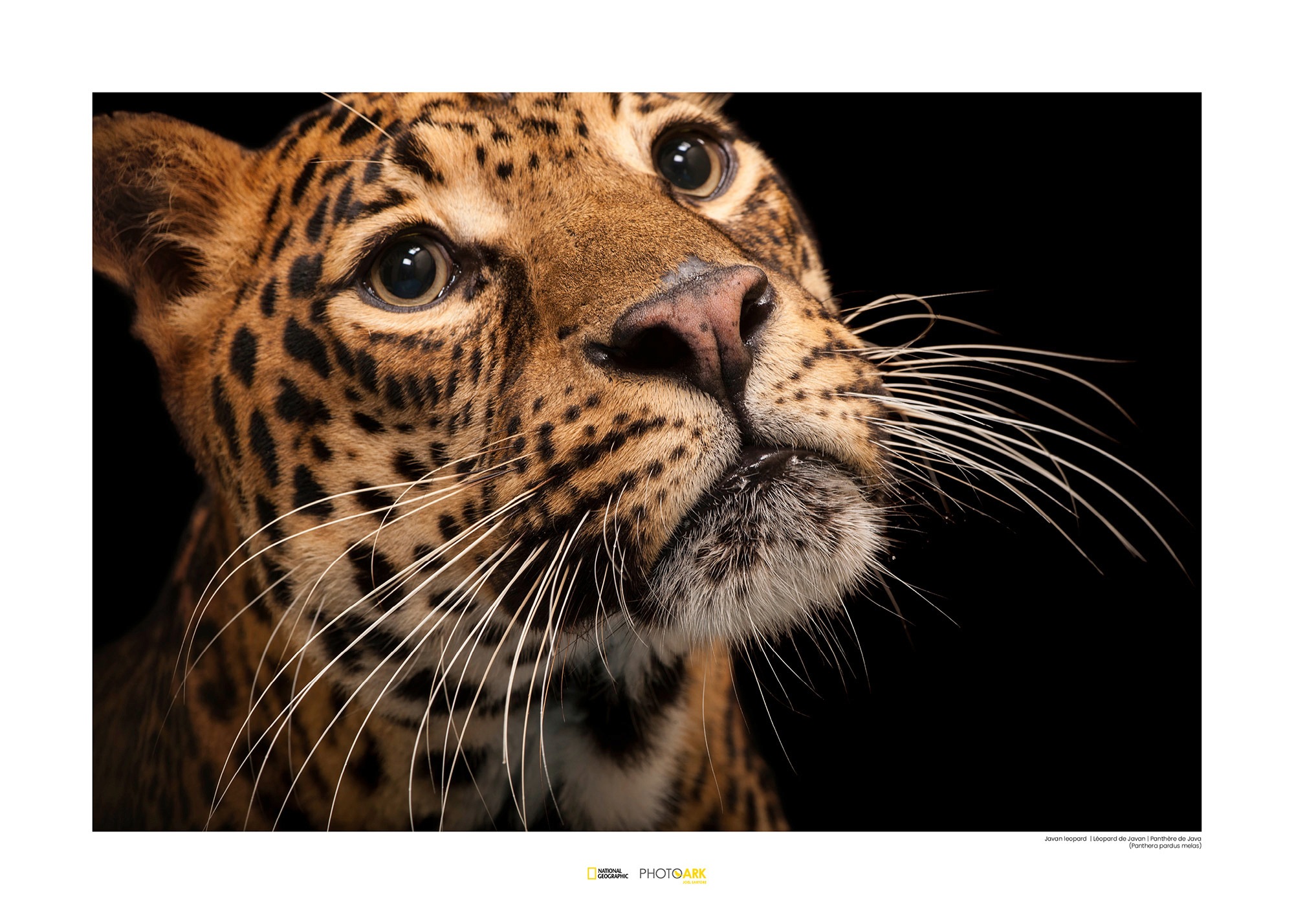 Image of Komar Poster »Javan Leopard«, Tiere, Höhe: 40cm bei Ackermann Versand Schweiz
