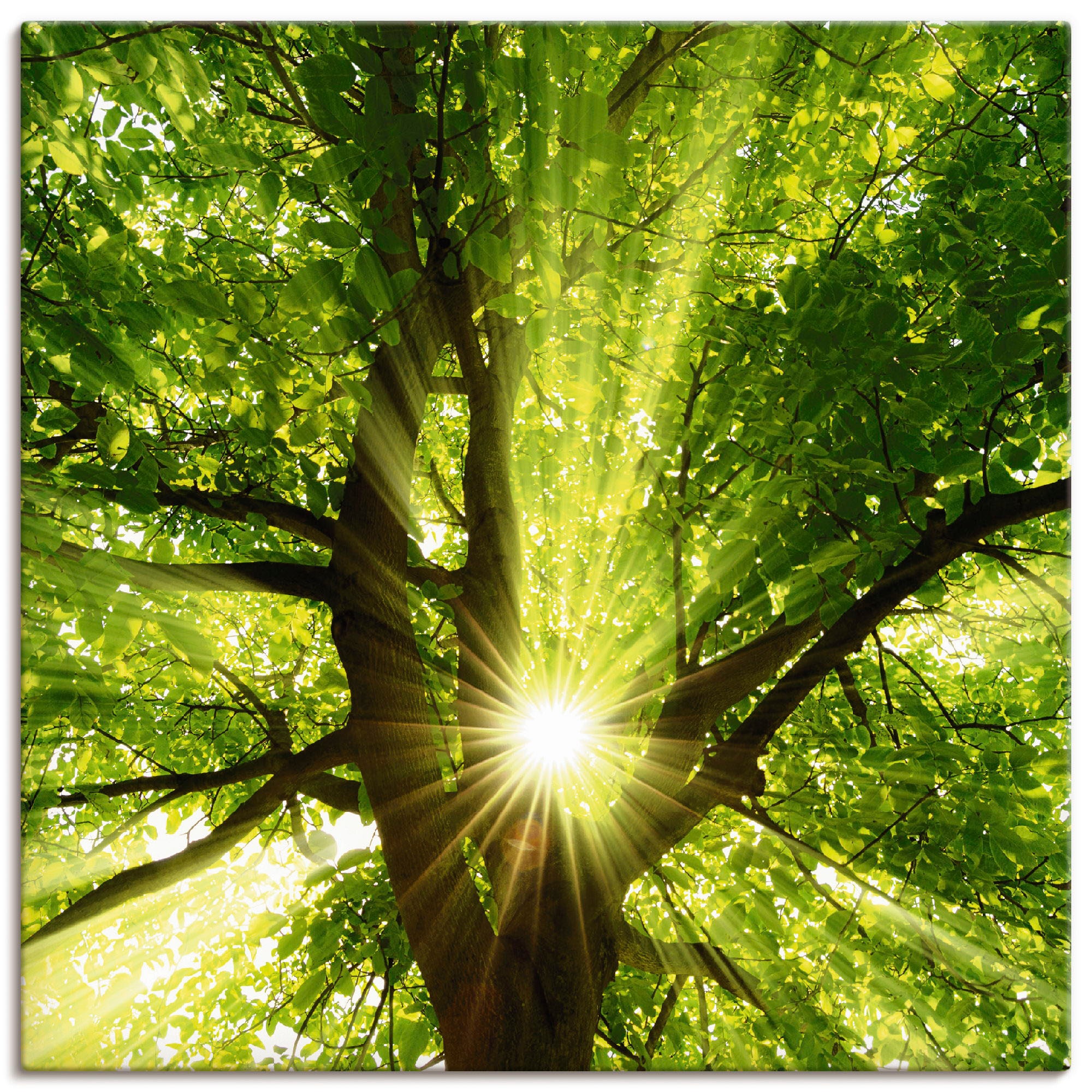 Image of Artland Wandbild "Sonne strahlt explosiv durch den Baum" Bäume 1 Stk. tlg. als Leinwandbild, Poster in verschied. Grössen