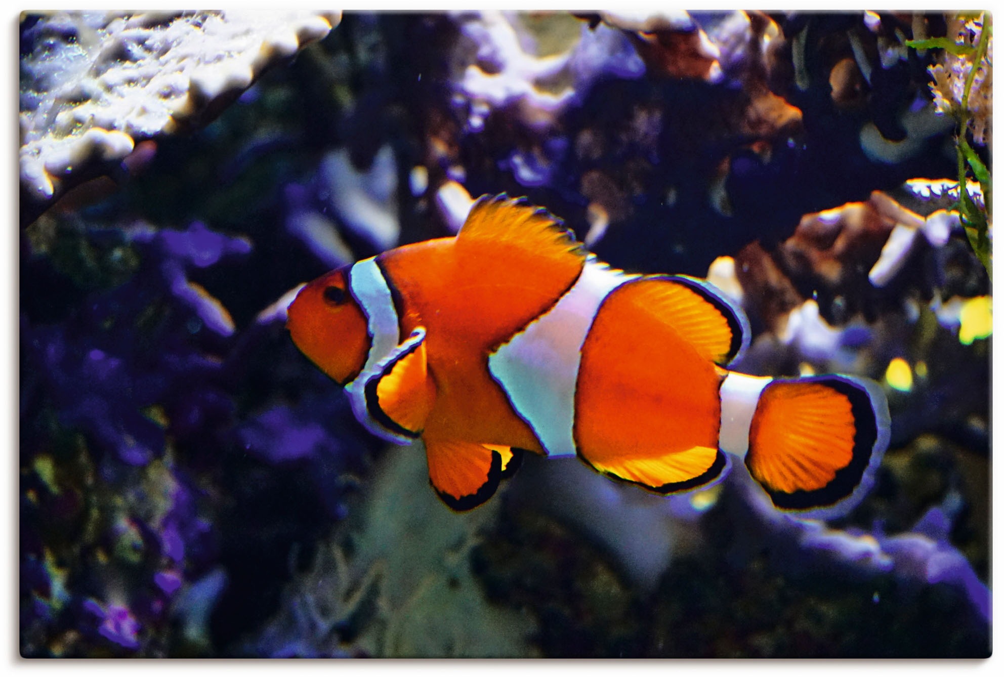 Image of Artland Wandbild »Clownfisch«, Wassertiere, (1 St.), in vielen Grössen & Produktarten - Alubild / Outdoorbild für den Aussenbereich, Leinwandbild, Poster, Wandaufkleber / Wandtattoo auch für Badezimmer geeignet bei Ackermann Versand Schweiz