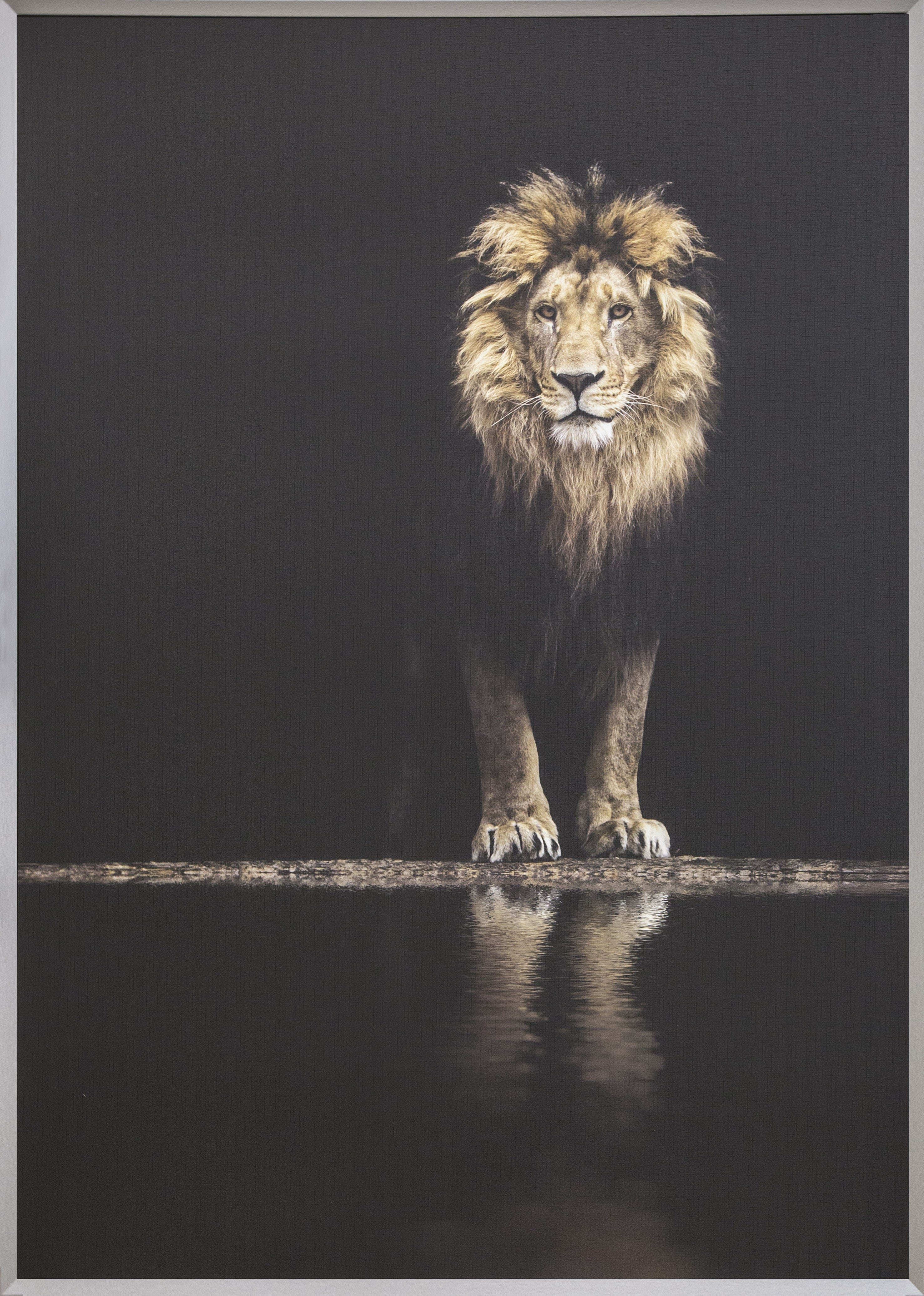 Image of Spiegelprofi GmbH Bild mit Rahmen »Colorful lion«, (1 St.), hochwertiger Kunstdruck, Rahmen silberfarben bei Ackermann Versand Schweiz